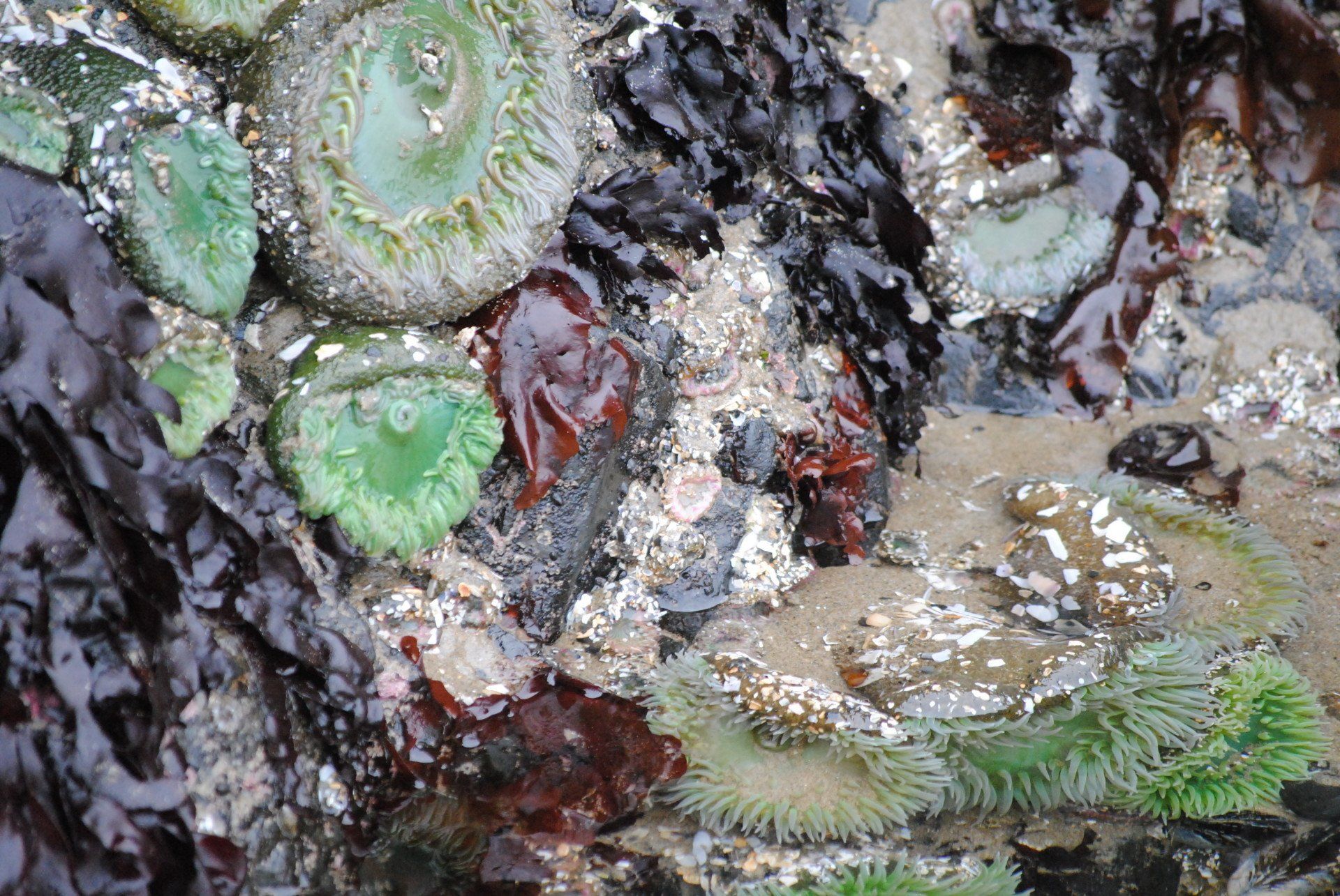 A group of sea anemones are growing on a rock in the water.