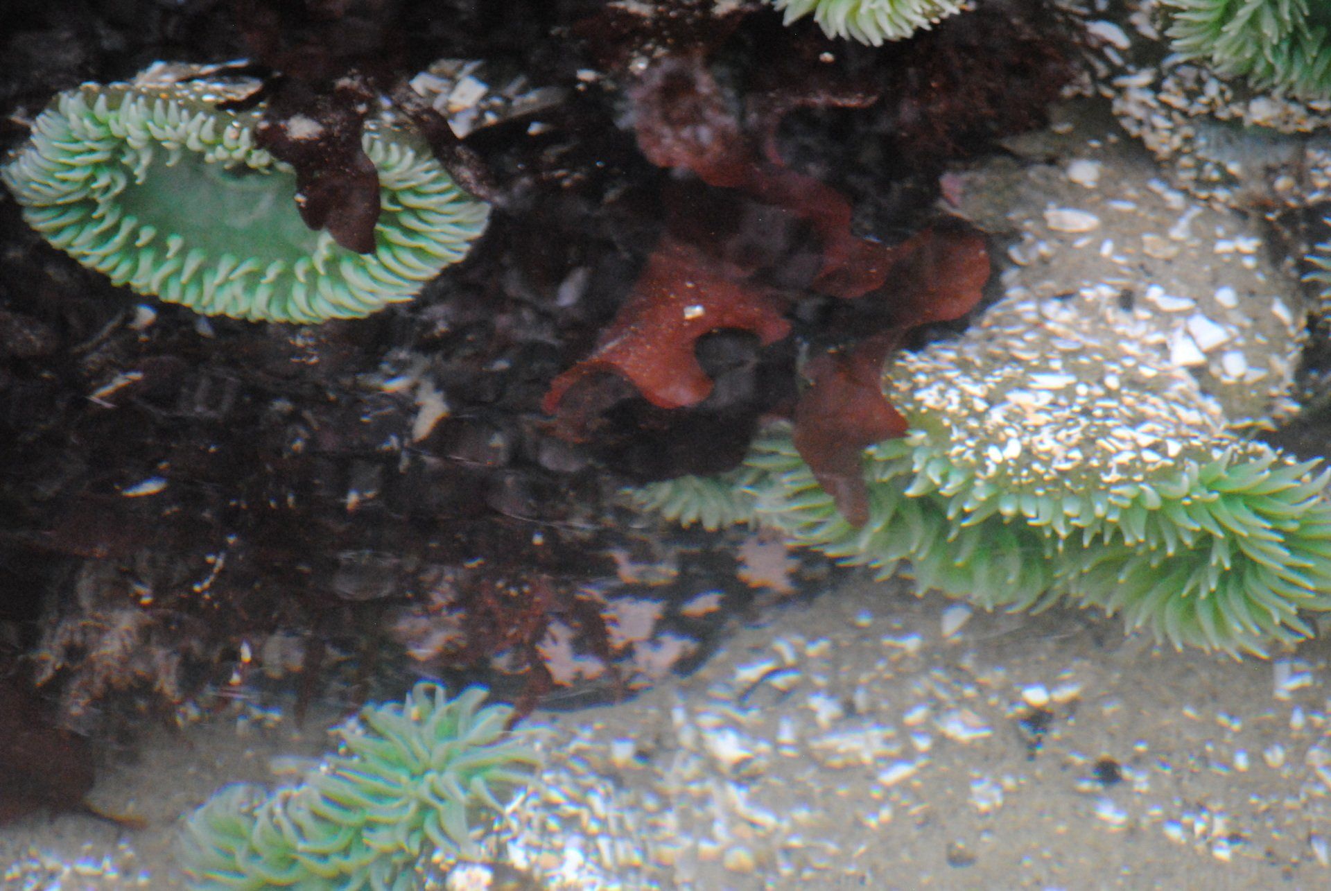 A group of sea anemones are growing in the sand on the beach.