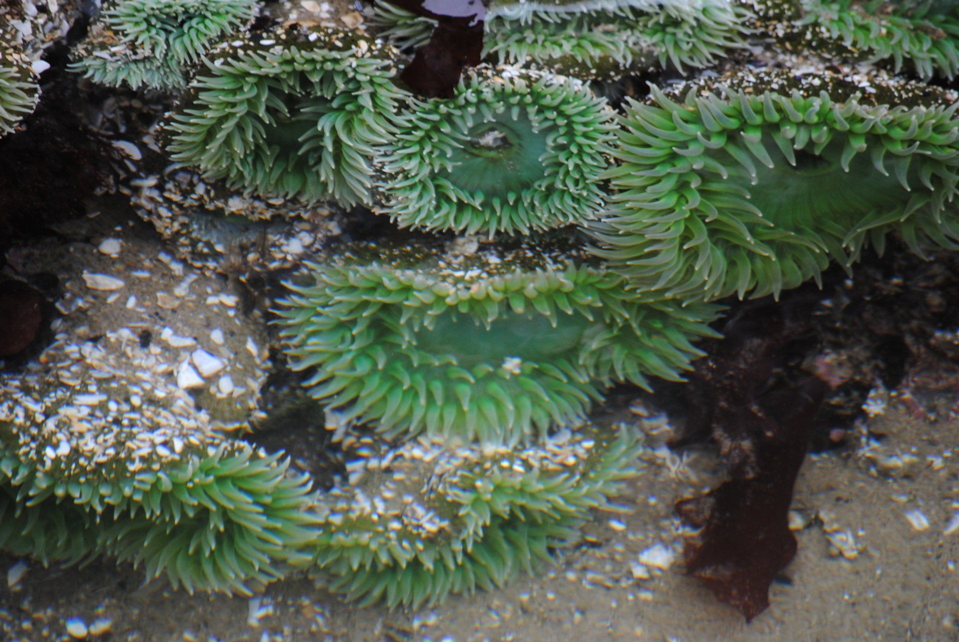 A group of green sea anemones are growing on a rock.