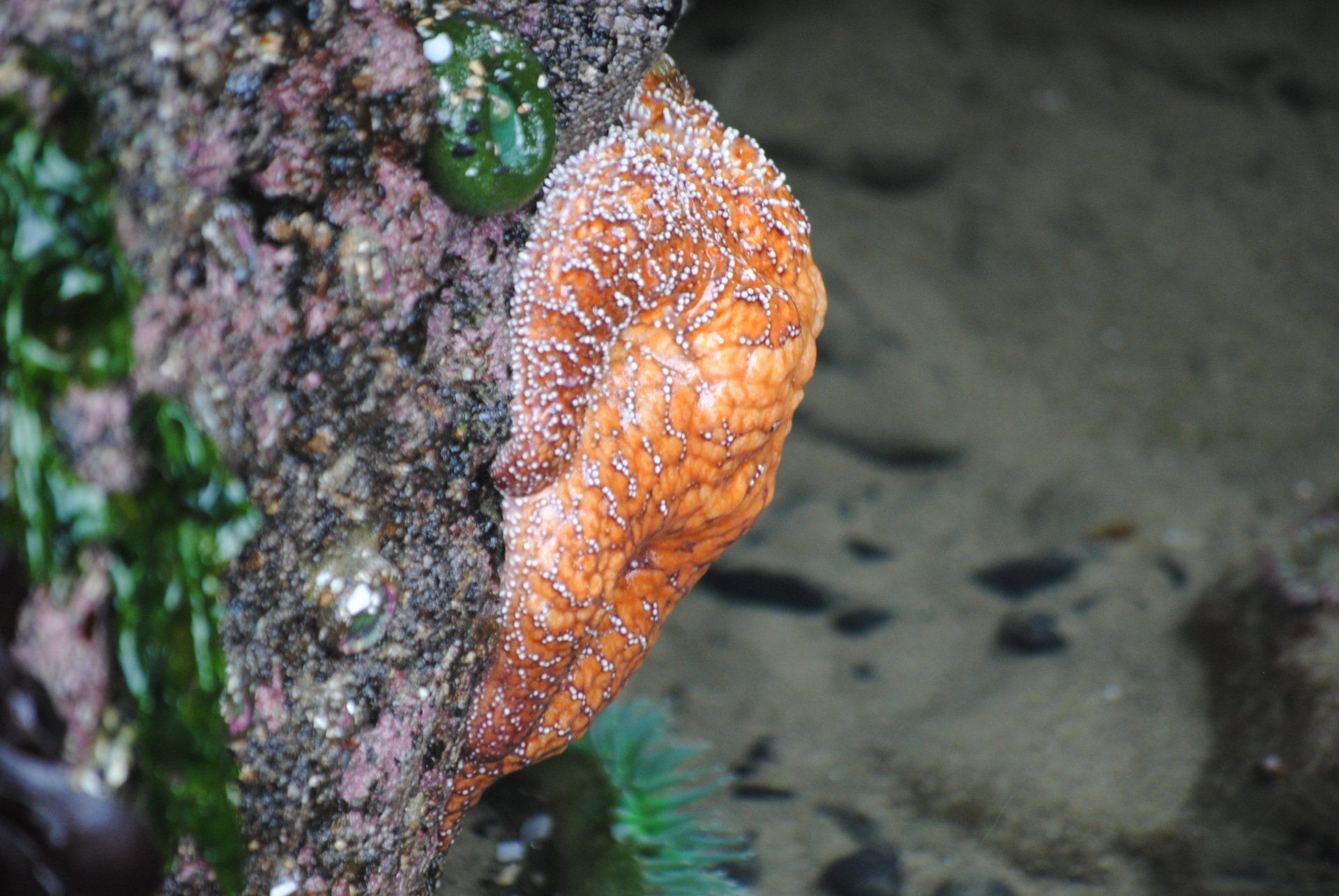 A close up of a sea anemone on a rock.