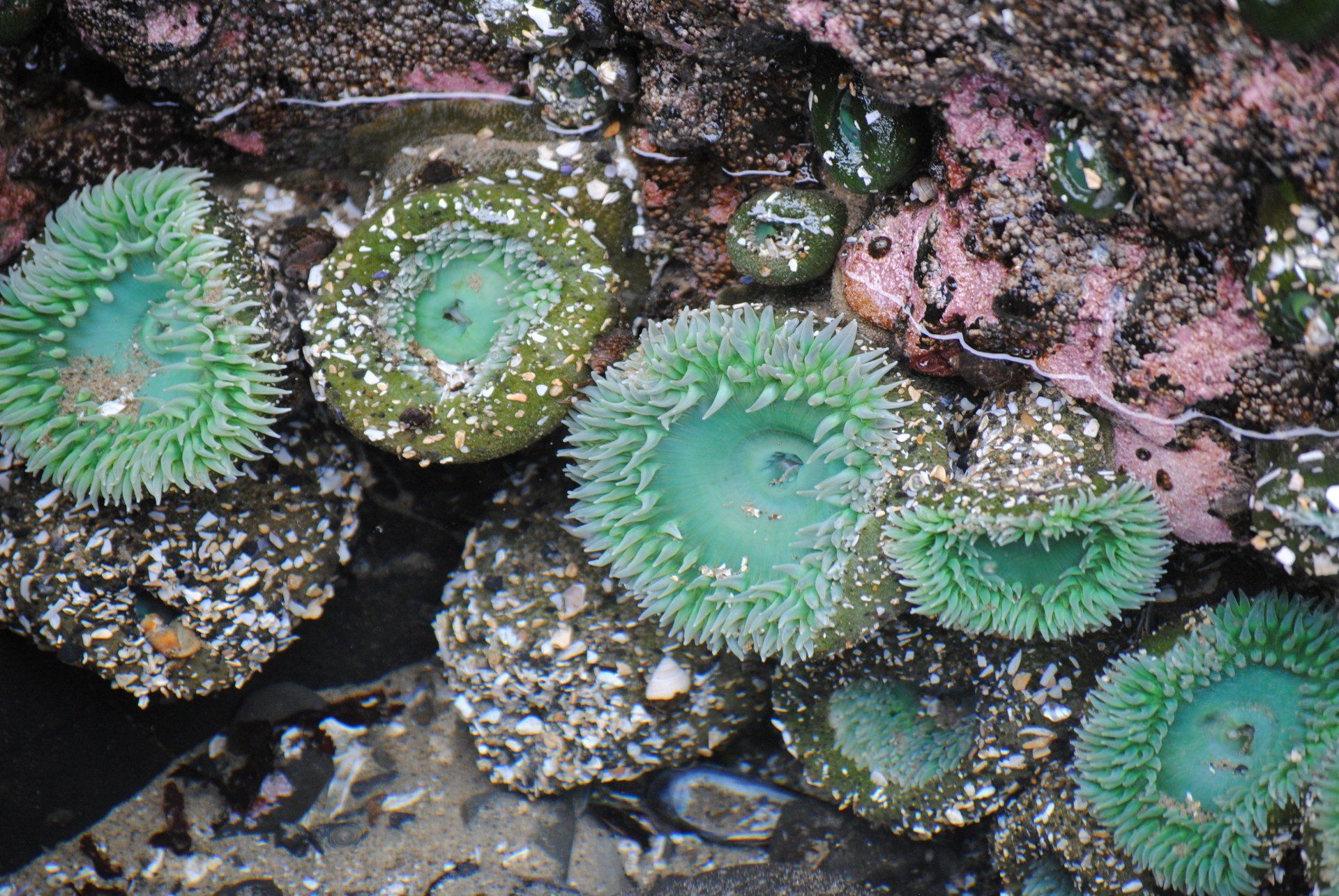 A group of green sea anemones are growing on a rock.