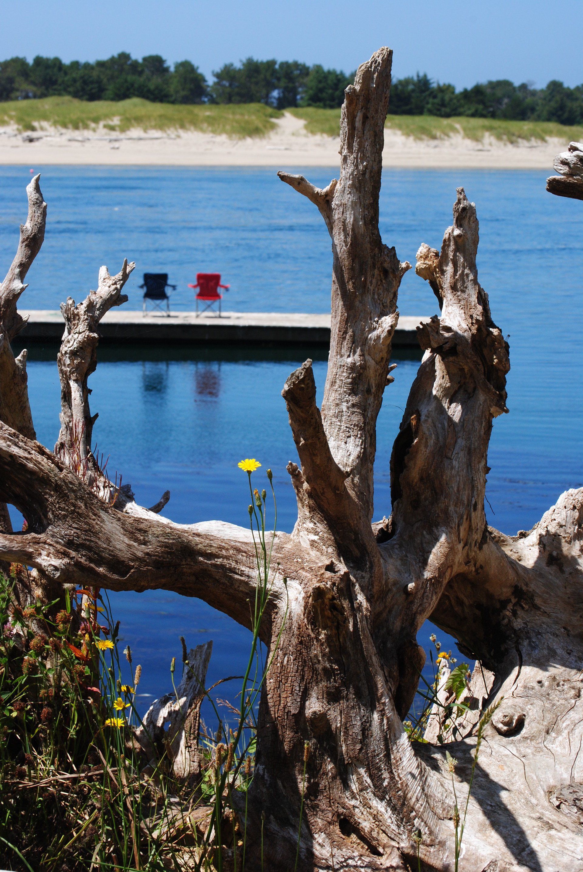 A large piece of driftwood is in front of a body of water