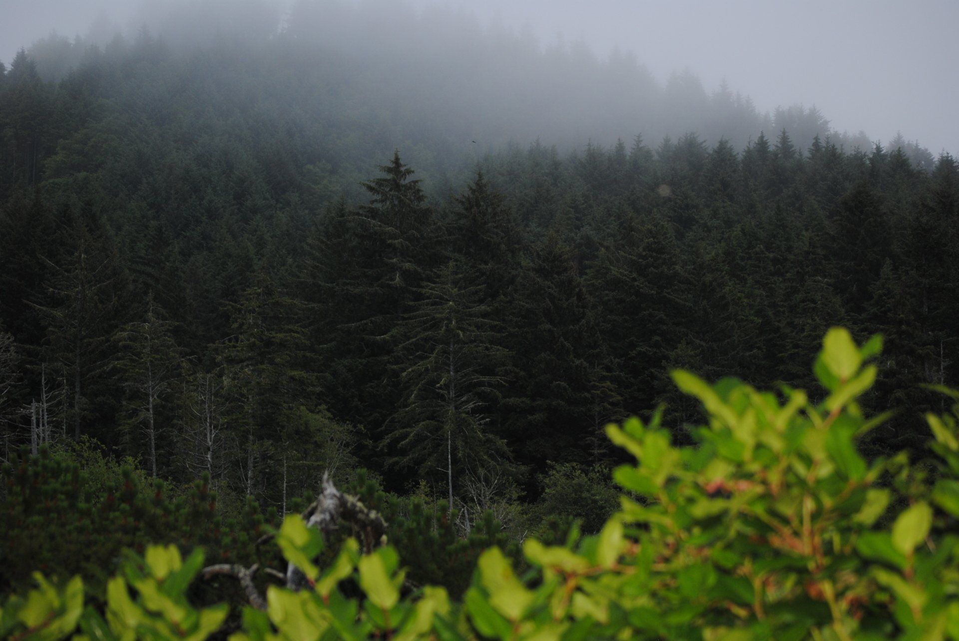 A foggy forest with trees and bushes in the foreground