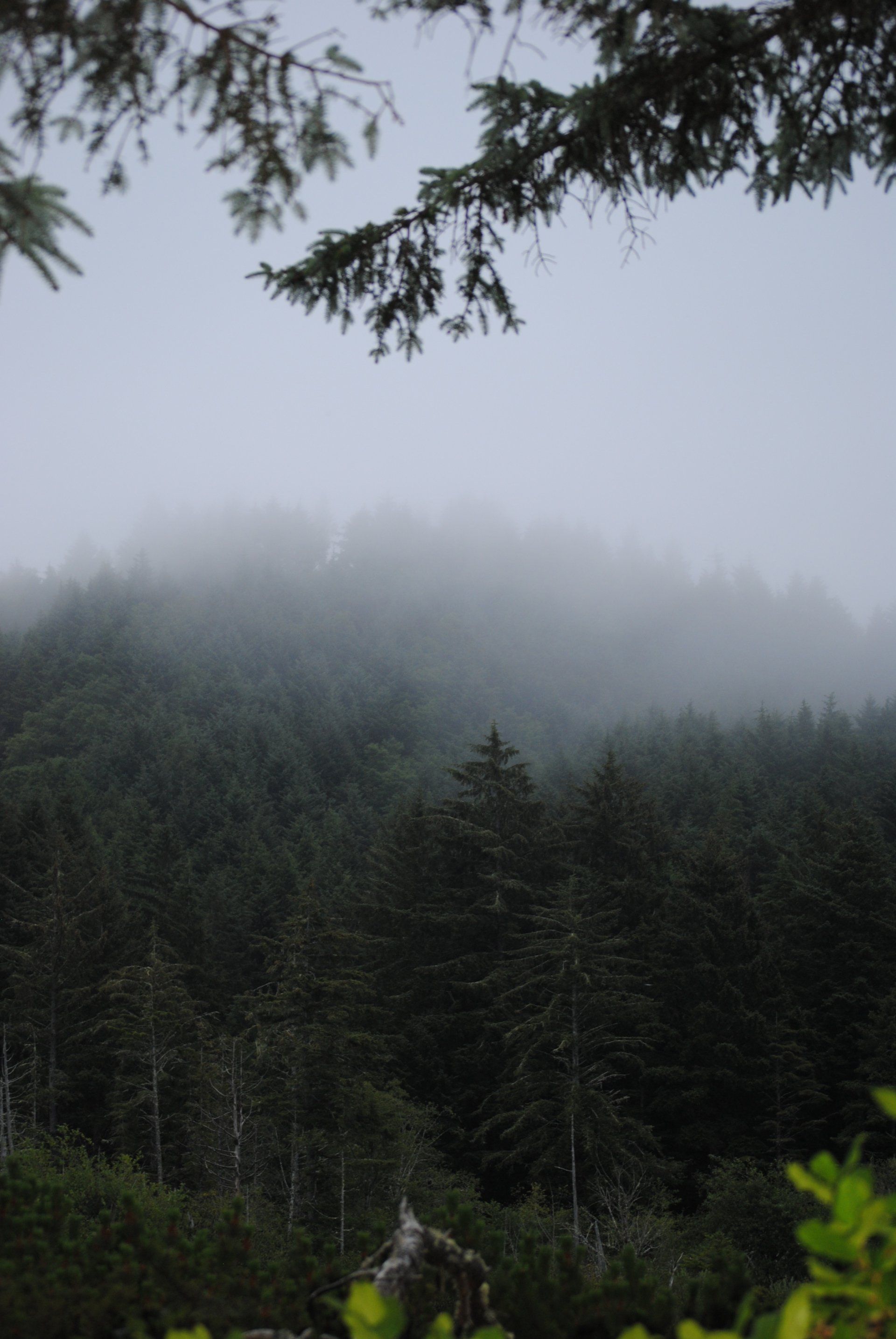 A foggy forest with trees and branches in the foreground