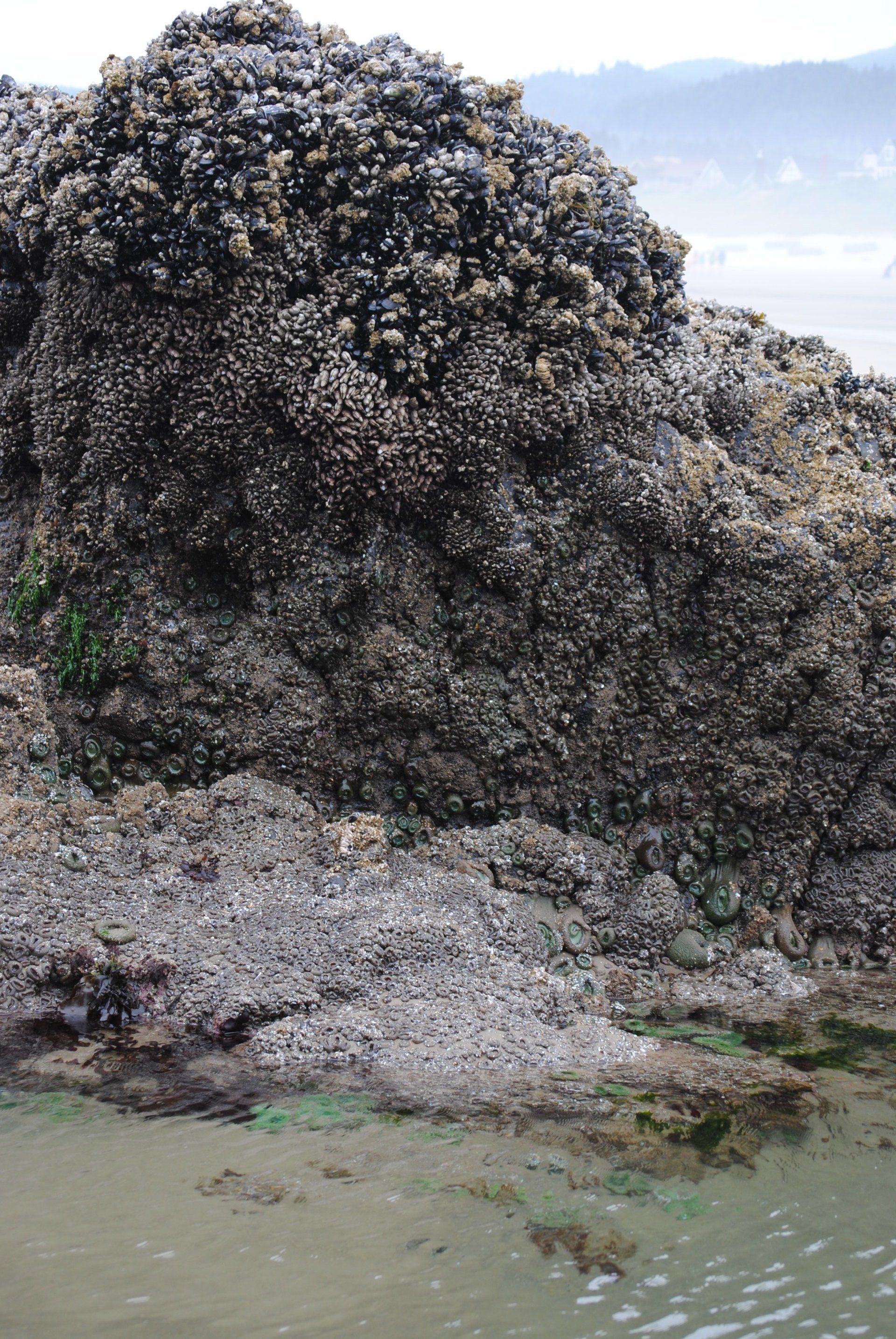 A large rock covered in seaweed is next to a body of water.