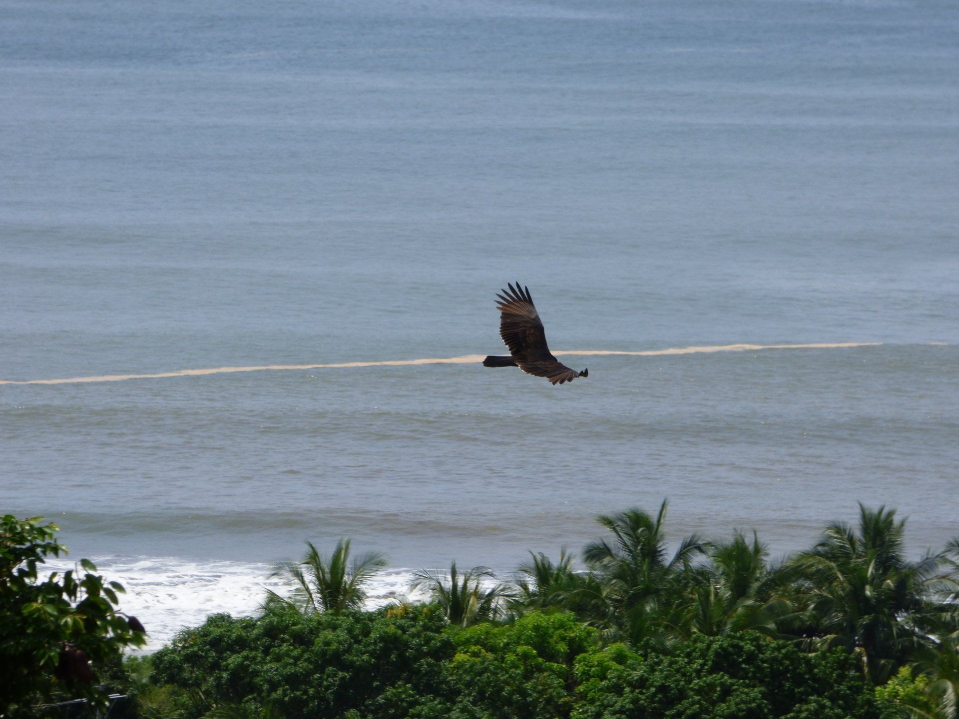 A bird is flying over a body of water