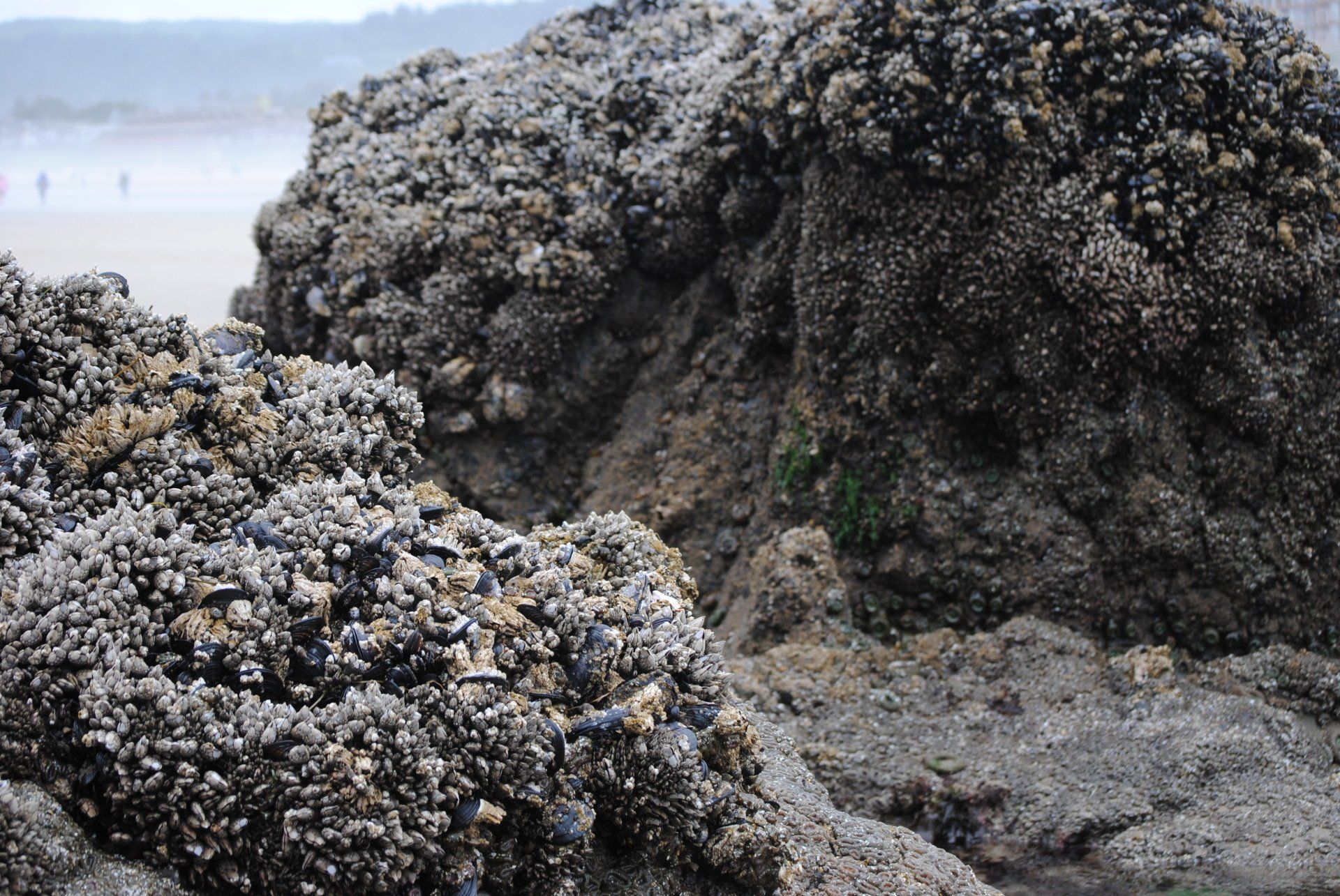 A large rock covered in mussels on a beach