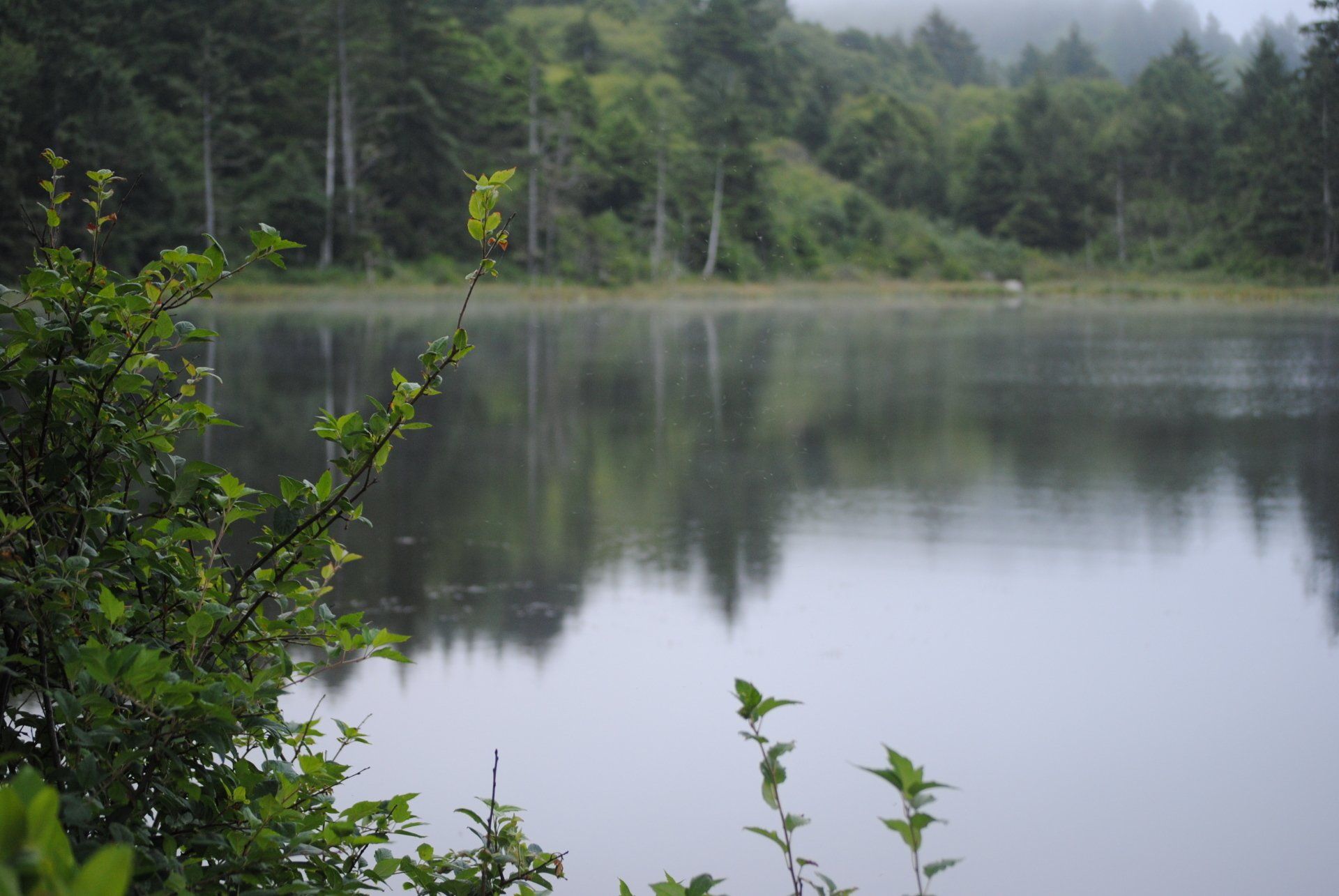 A lake surrounded by trees on a foggy day with trees reflected in the water.