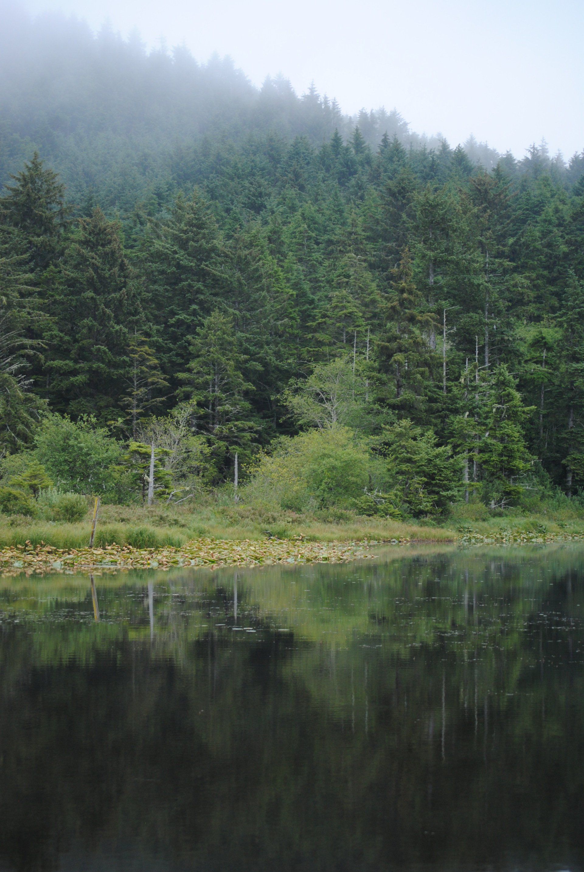 A lake surrounded by trees on a foggy day