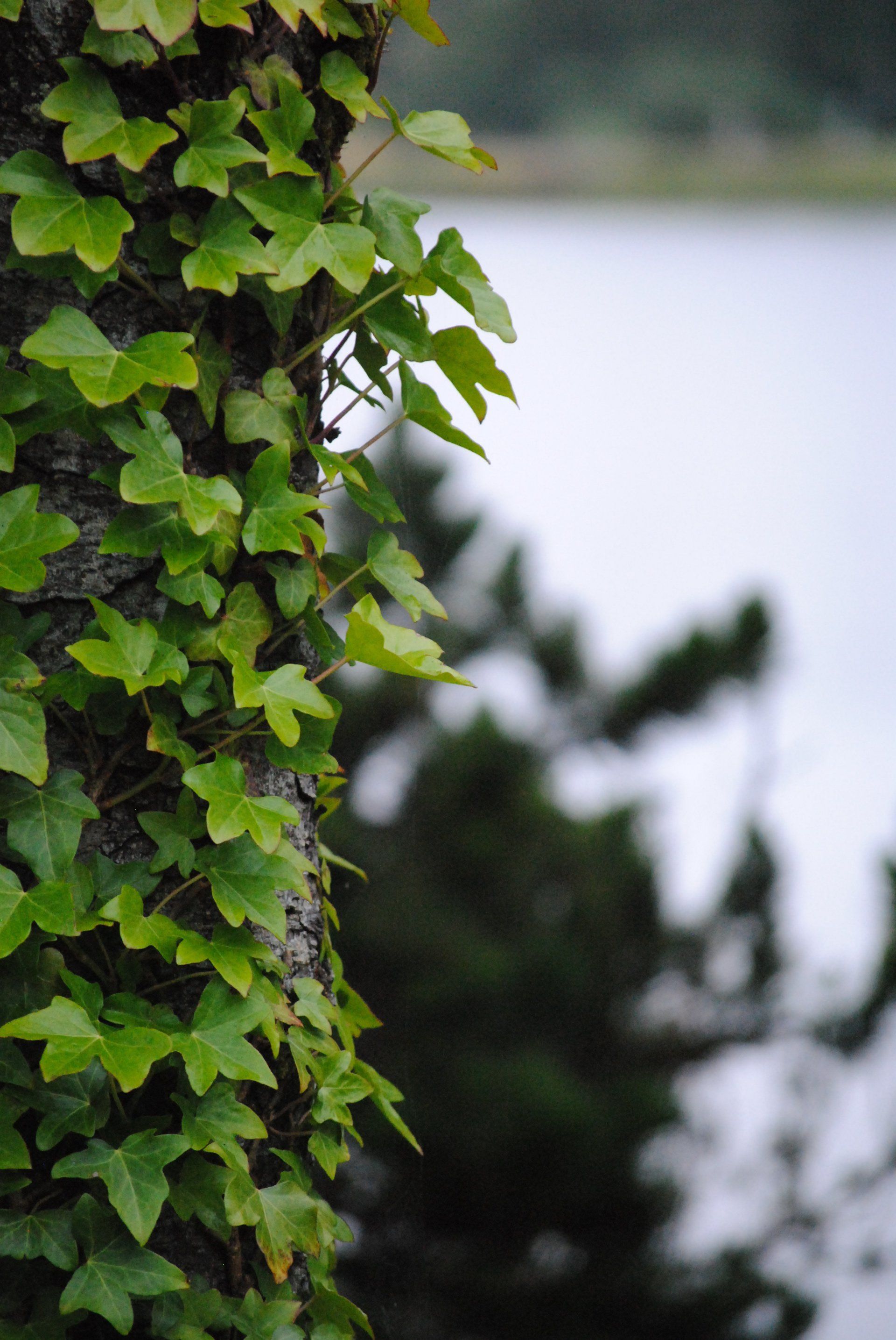 A tree with ivy growing on it and a lake in the background.
