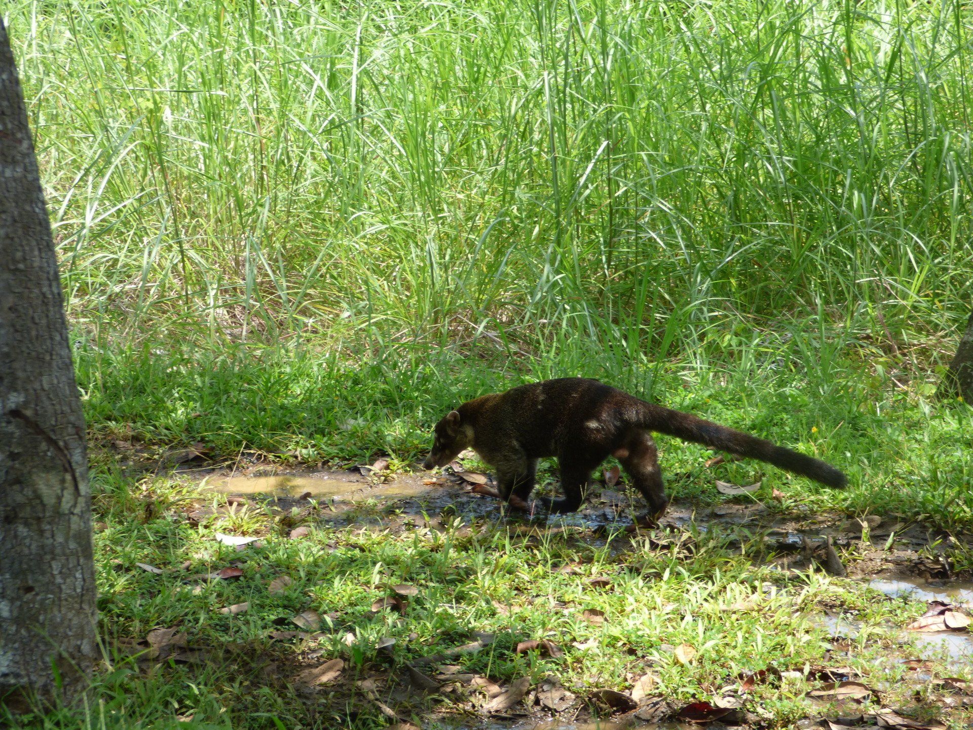 A small black animal is walking through a grassy field.