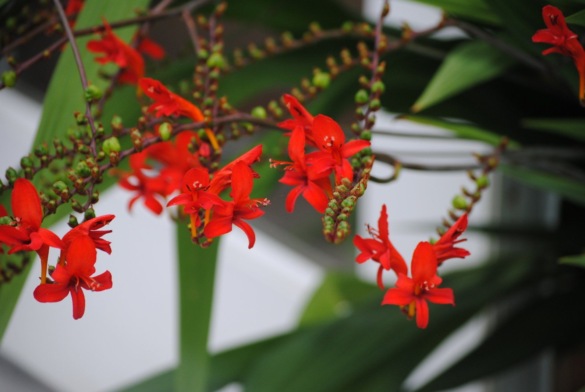 A plant with red flowers and green leaves