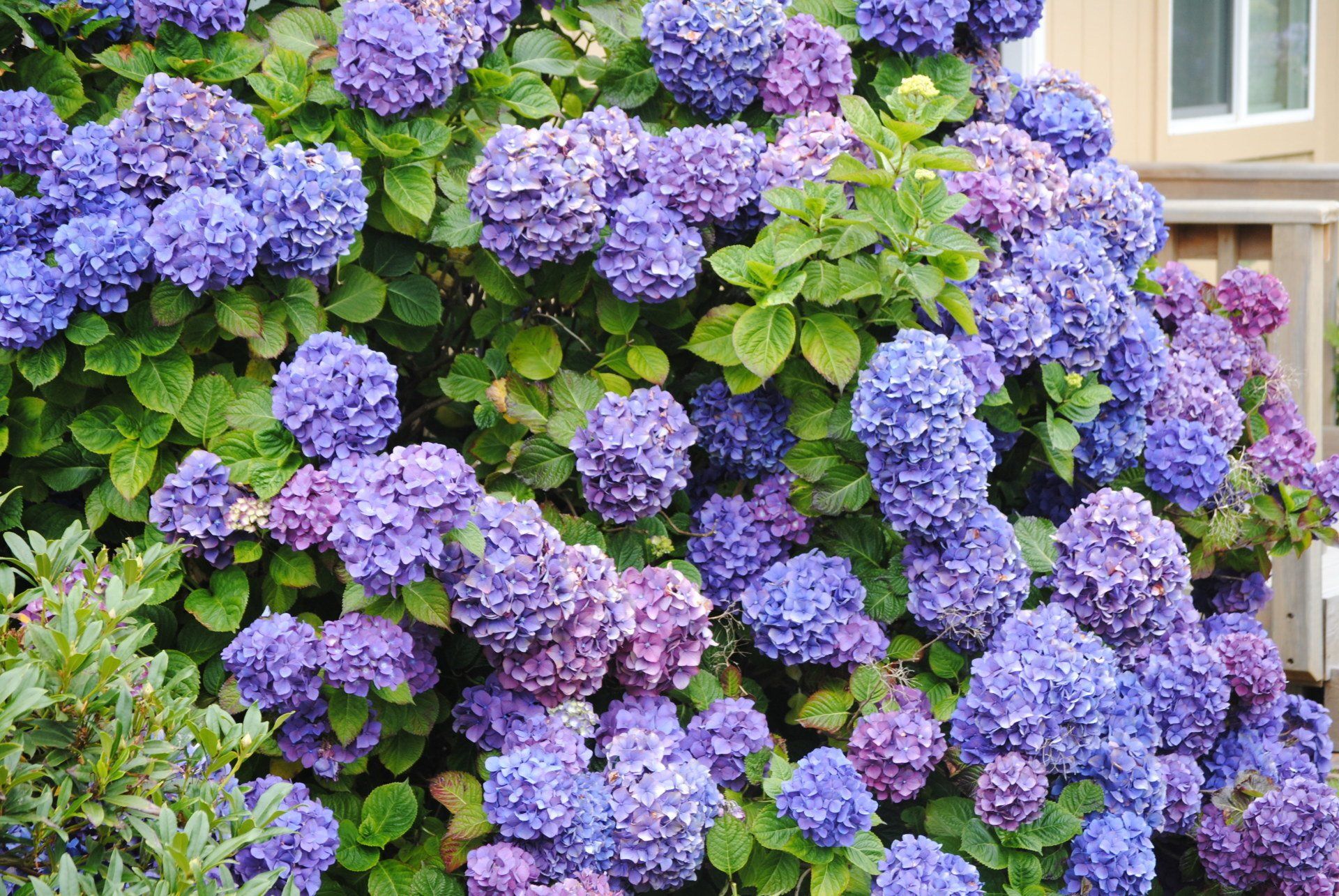 A bush filled with lots of purple flowers and green leaves.