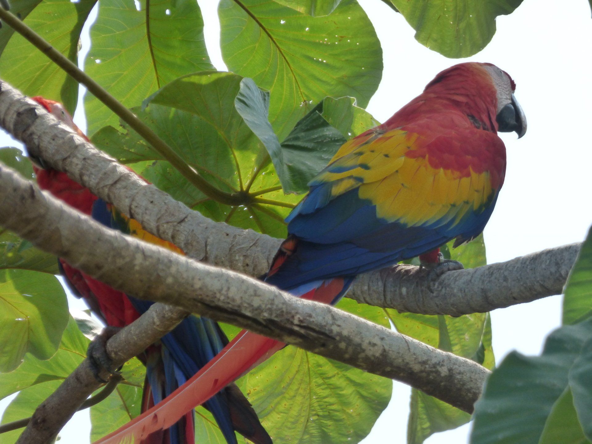 A red yellow and blue parrot perched on a tree branch