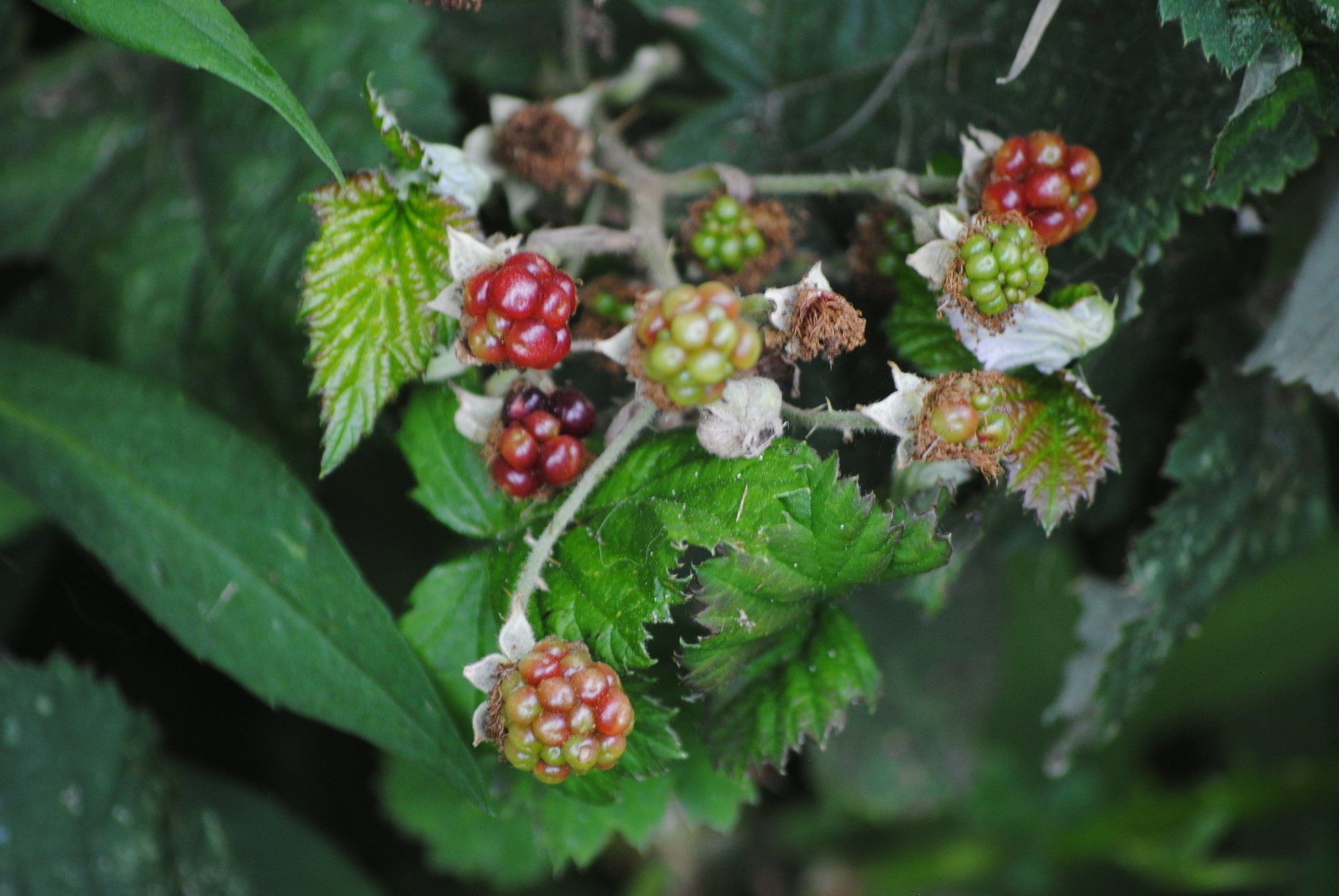 A bunch of blackberries growing on a bush with green leaves.