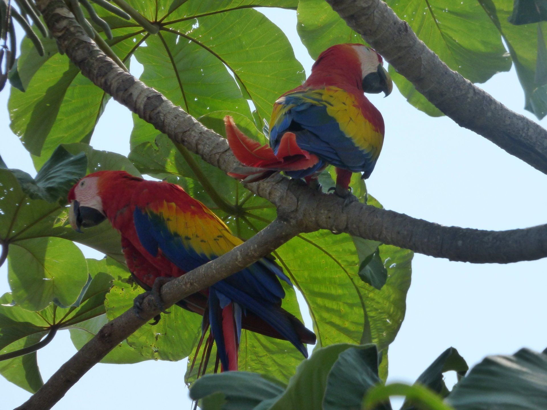 Two colorful parrots perched on a tree branch