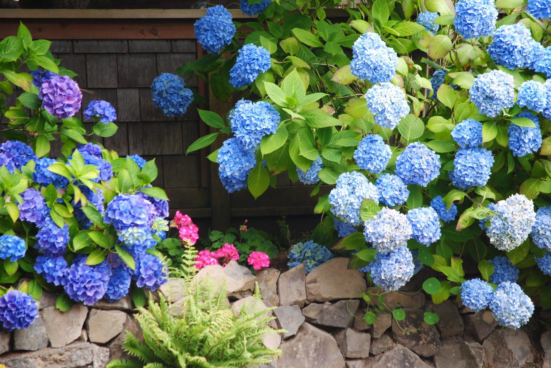 A bush of blue and purple hydrangea flowers growing on a stone wall.