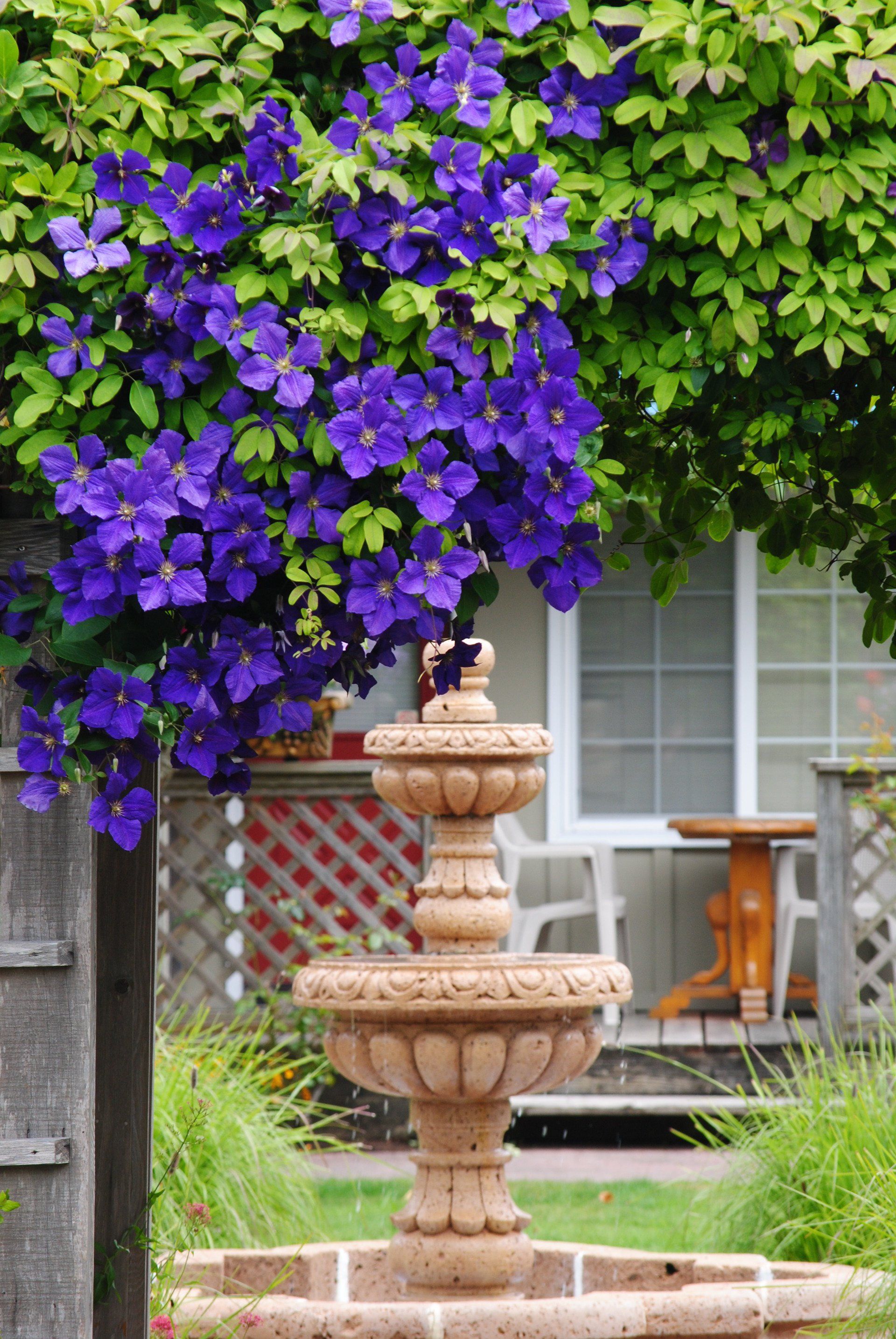 A fountain with purple flowers hanging from it