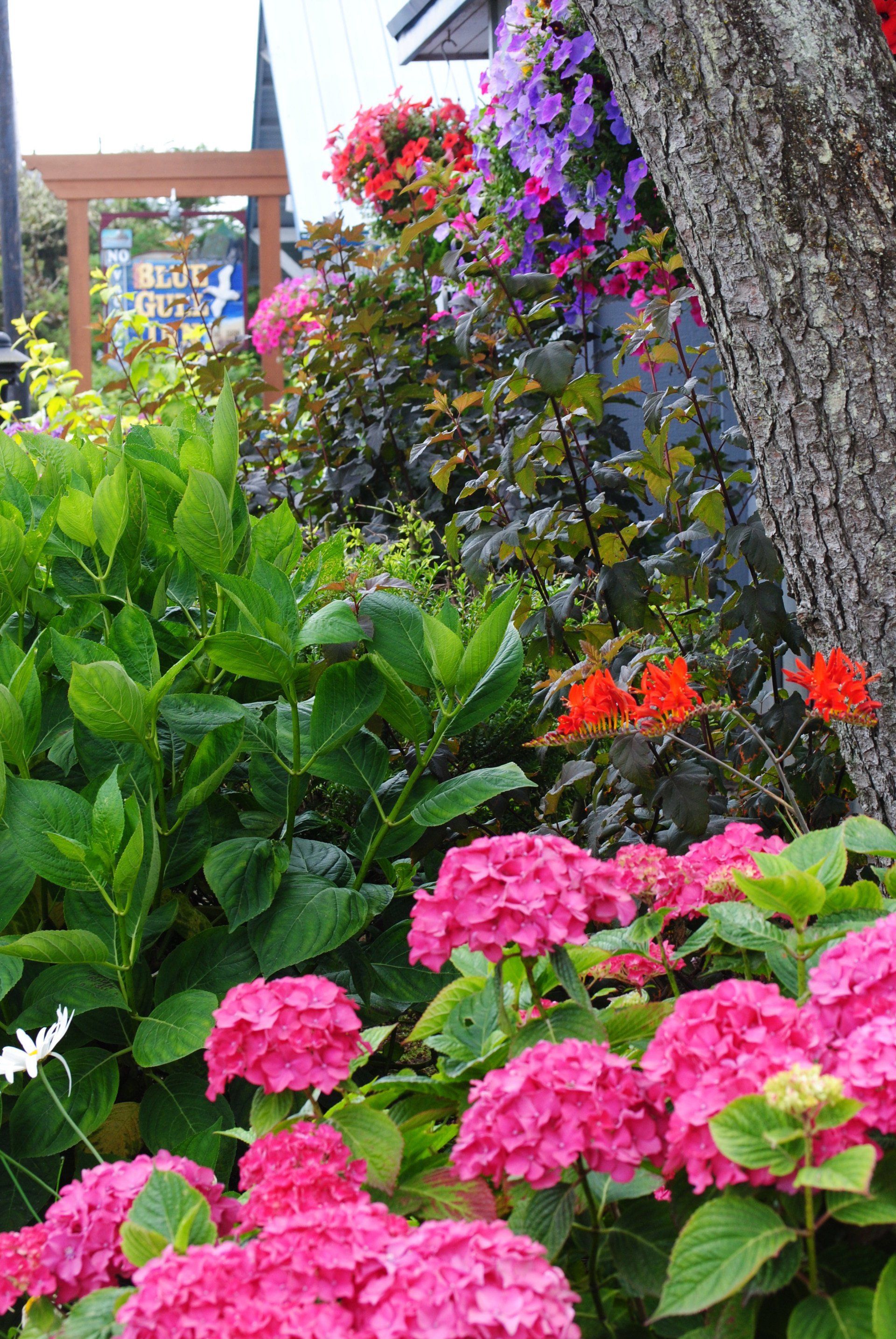 A garden with pink flowers and a tree in the background