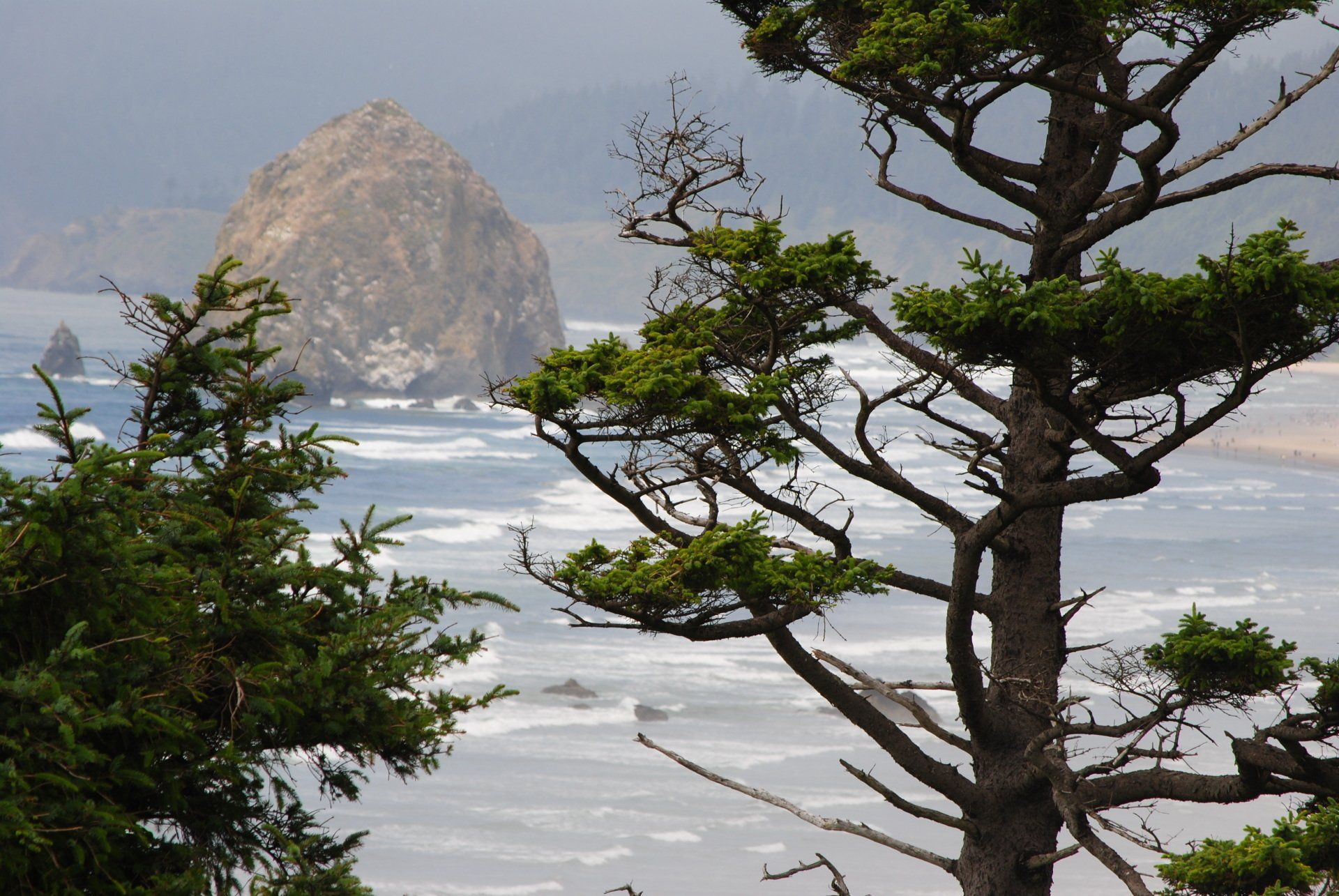 A tree stands in front of a large rock in the ocean