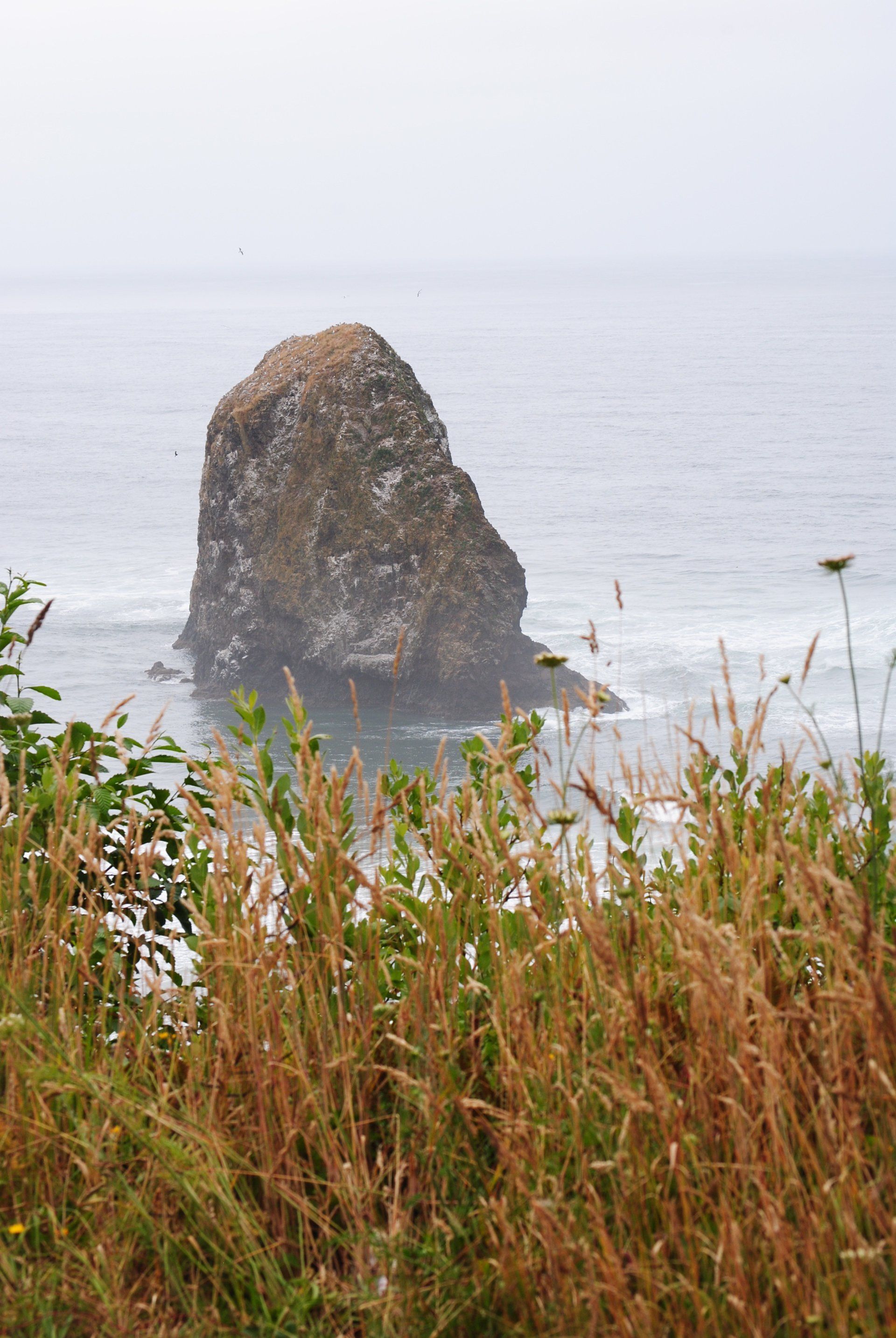 A large rock in the middle of the ocean is surrounded by tall grass.