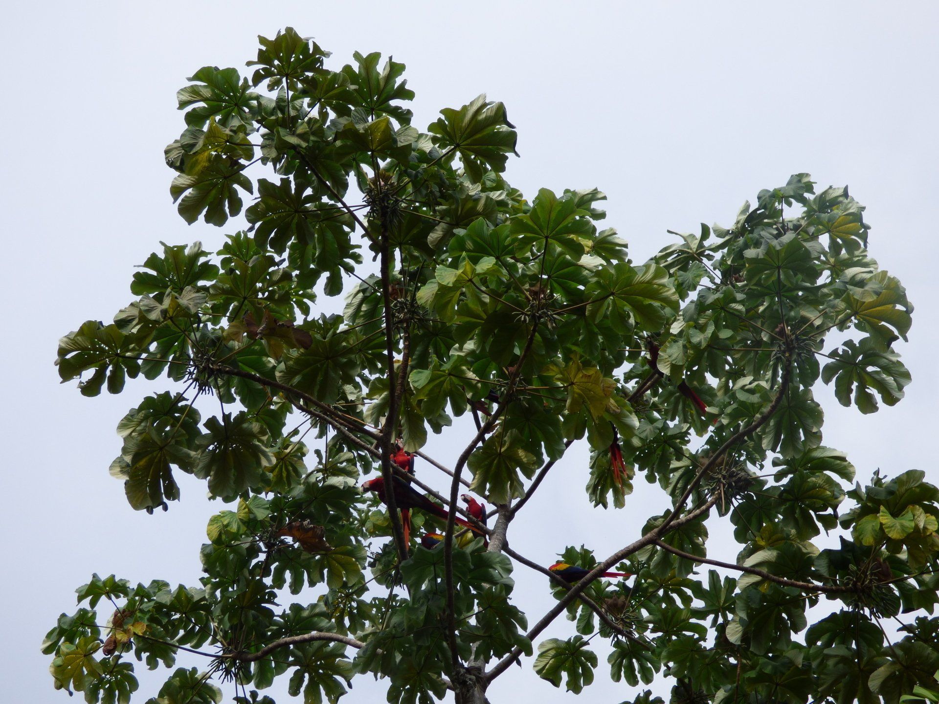 A tree with lots of leaves against a cloudy sky