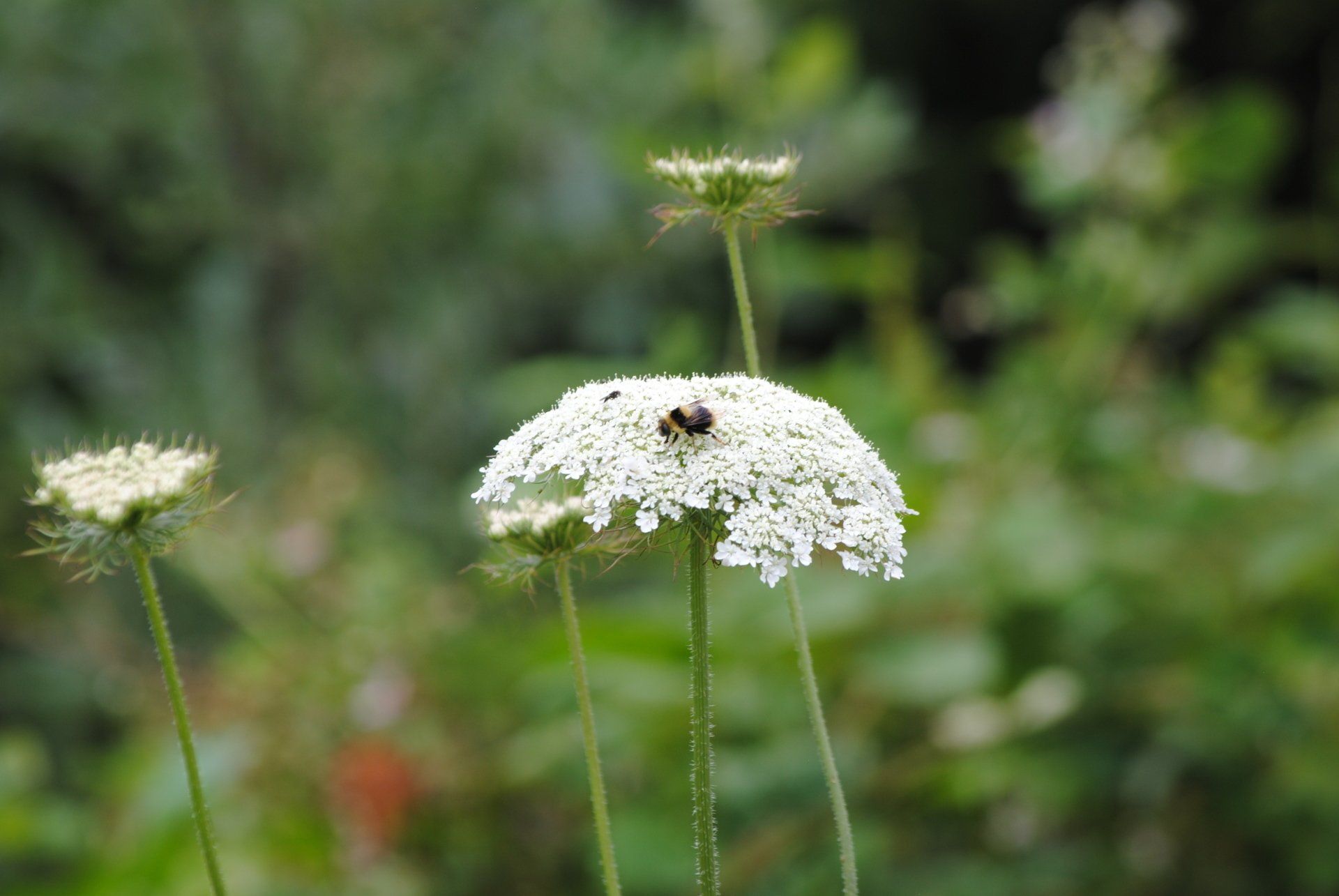 A close up of a white flower with a bee on it.