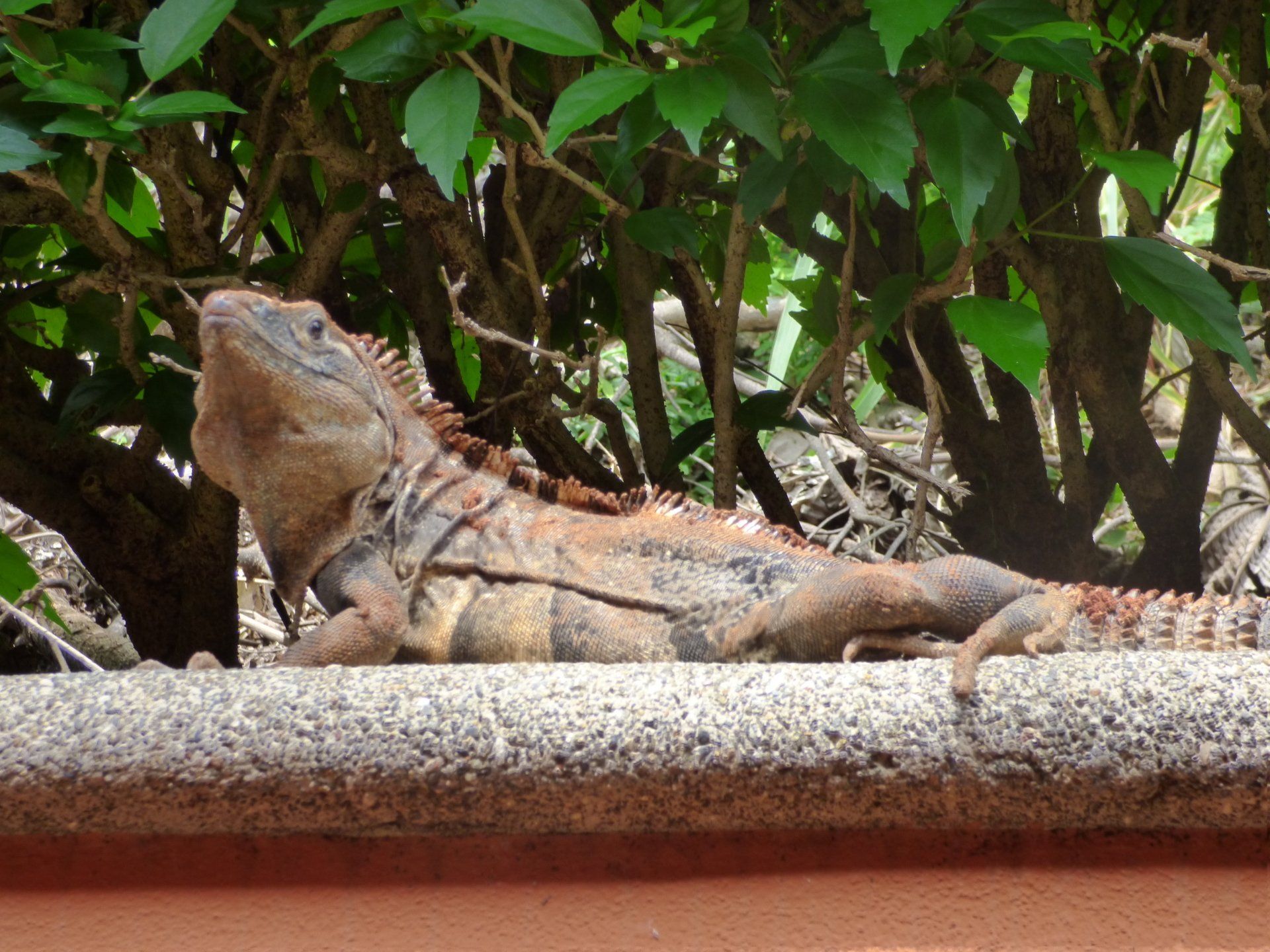 A lizard is laying on a ledge with trees in the background