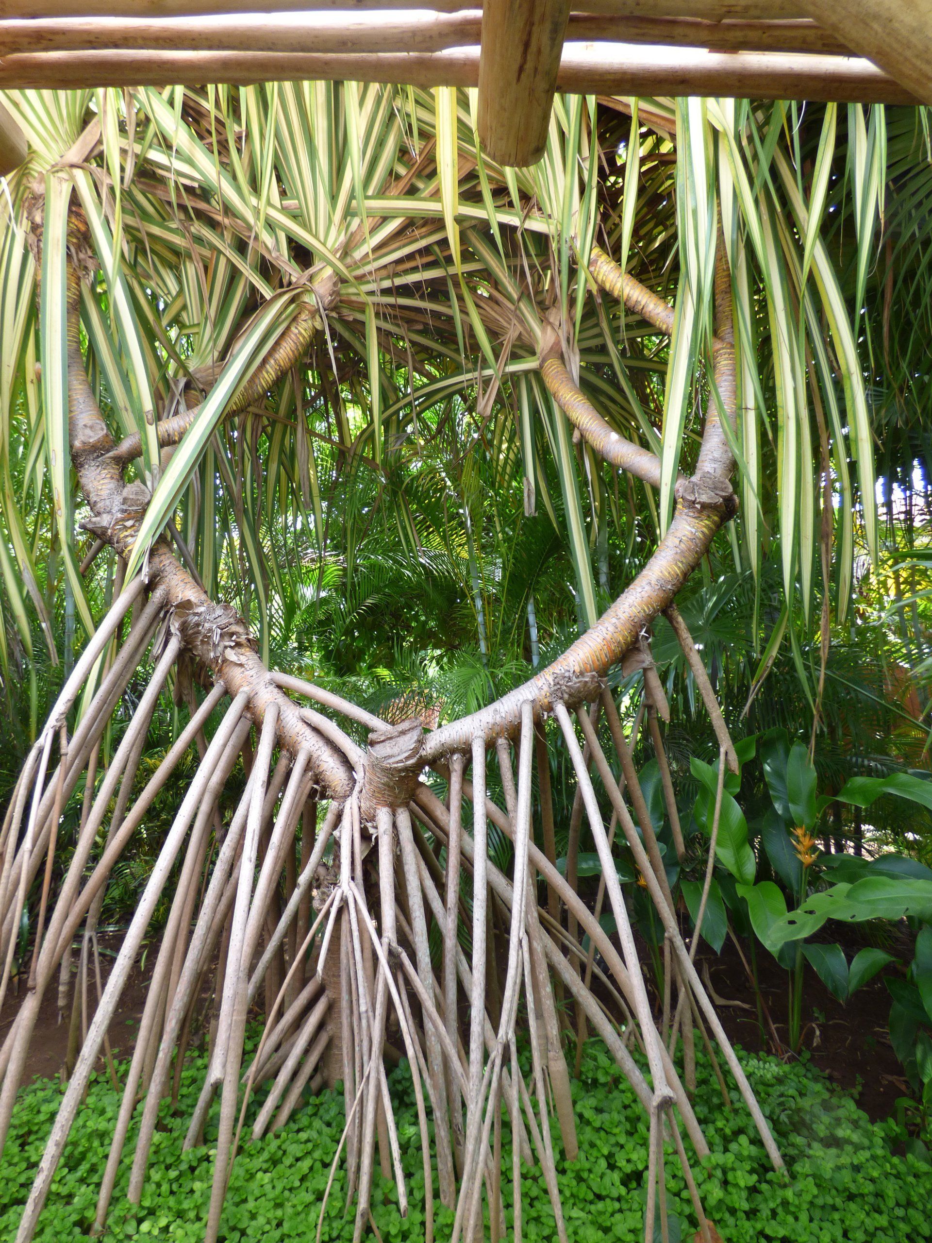 A tree with a lot of roots growing out of it.