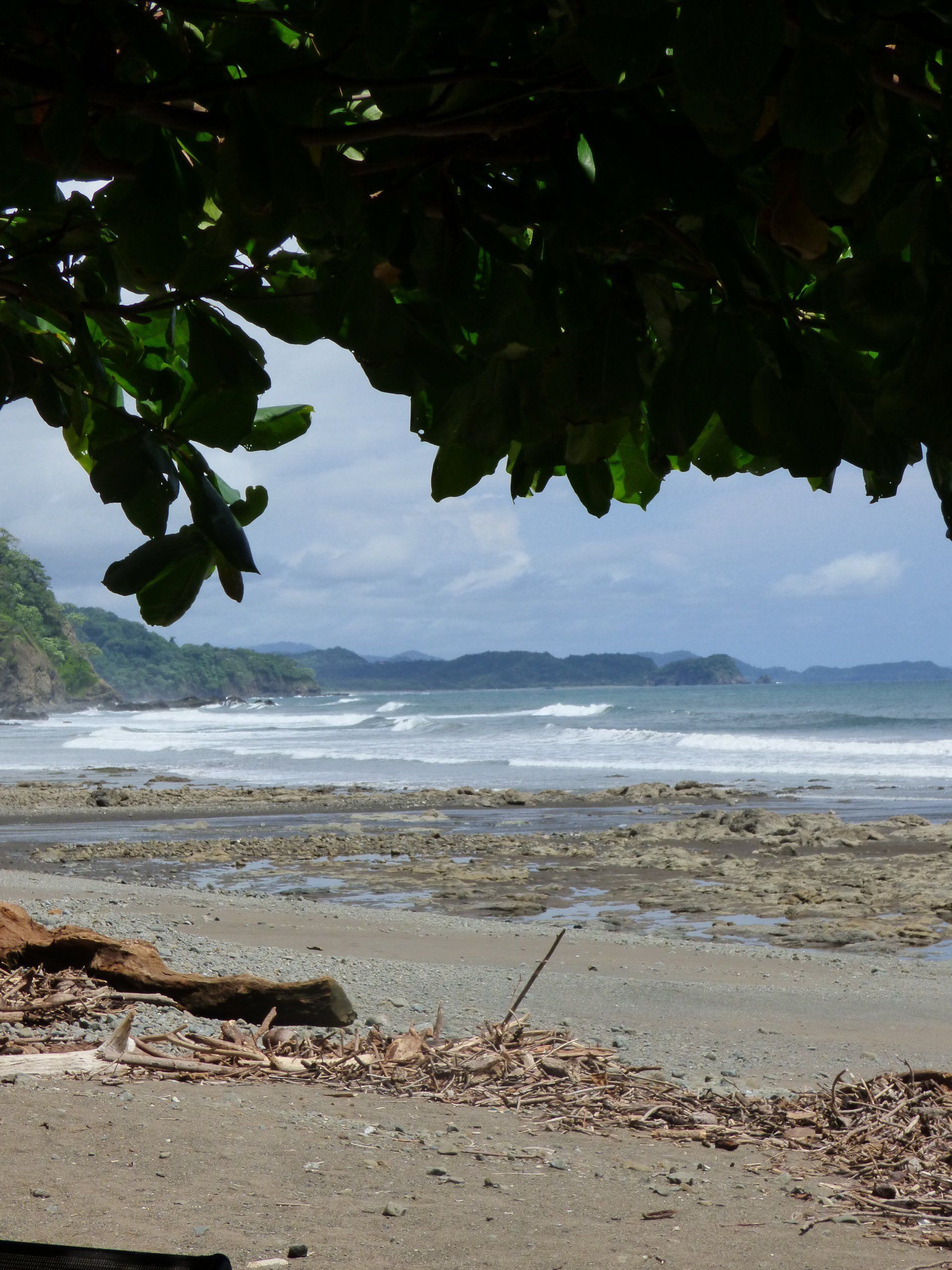 A beach with a tree in the foreground and the ocean in the background