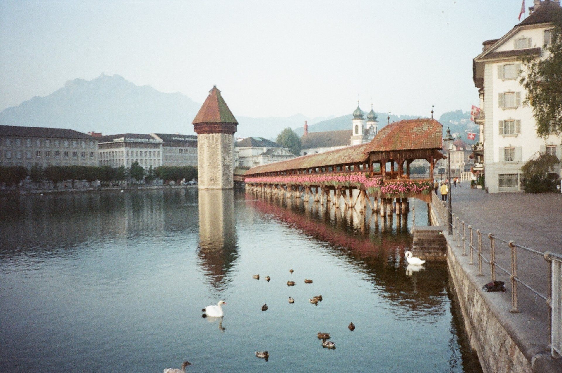 Ducks are swimming in a lake with a bridge in the background