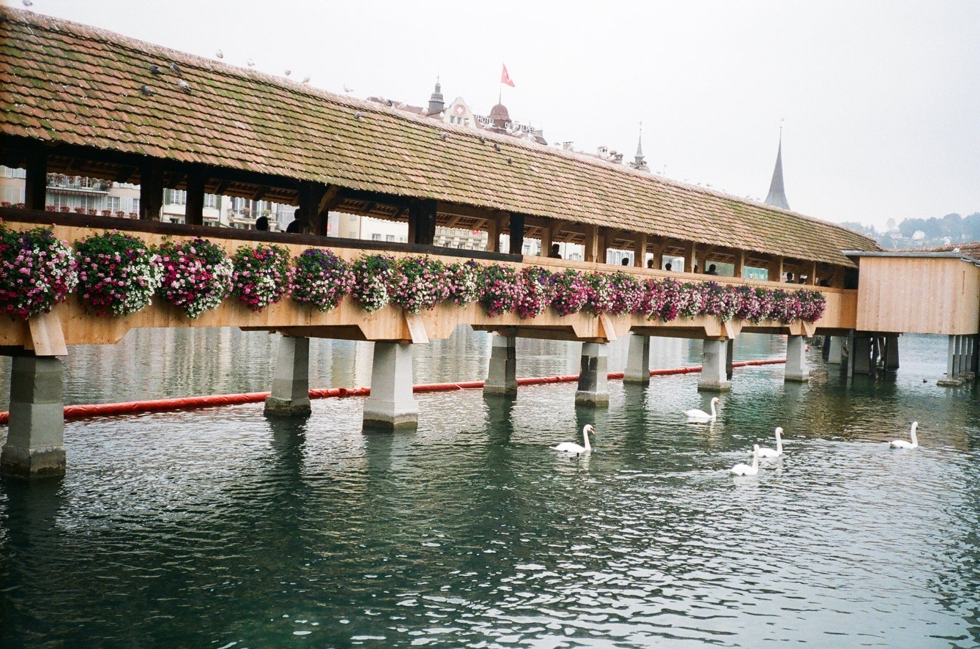 A bridge over a body of water with swans swimming underneath it