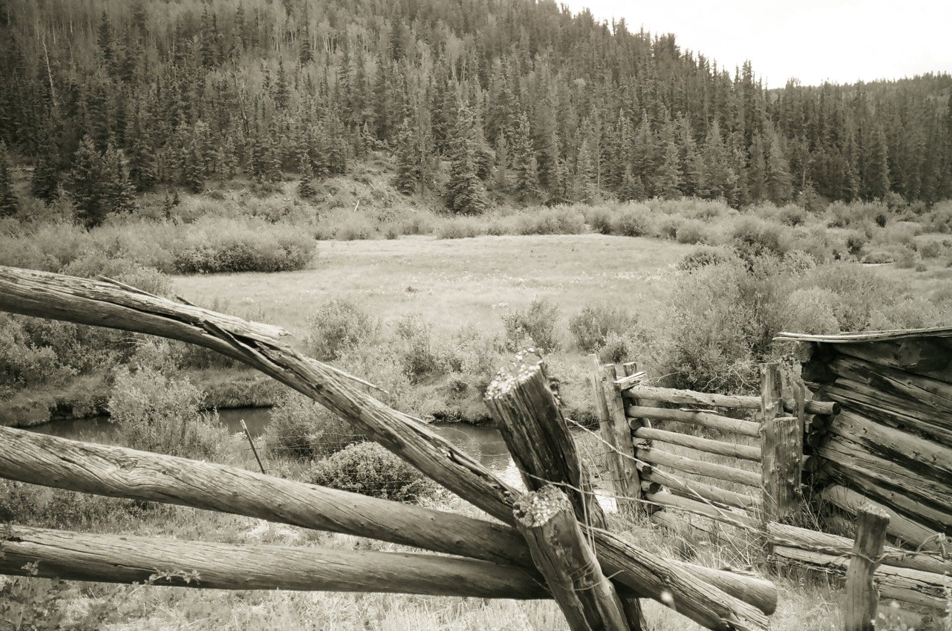 A black and white photo of a log cabin in the woods