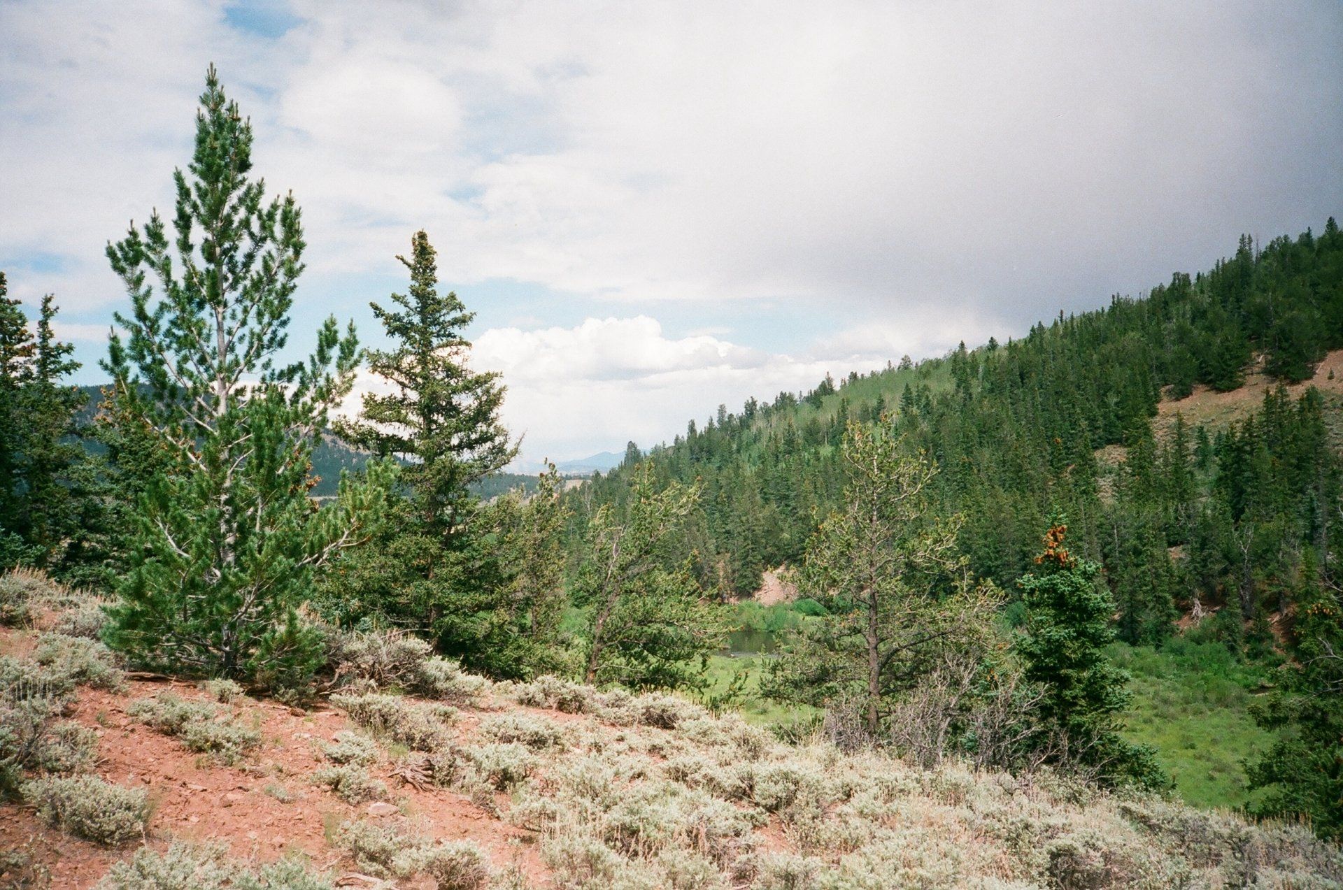 A landscape with trees and grass on a hillside
