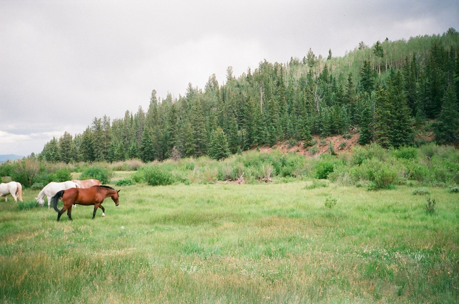 A group of horses are grazing in a field with trees in the background.