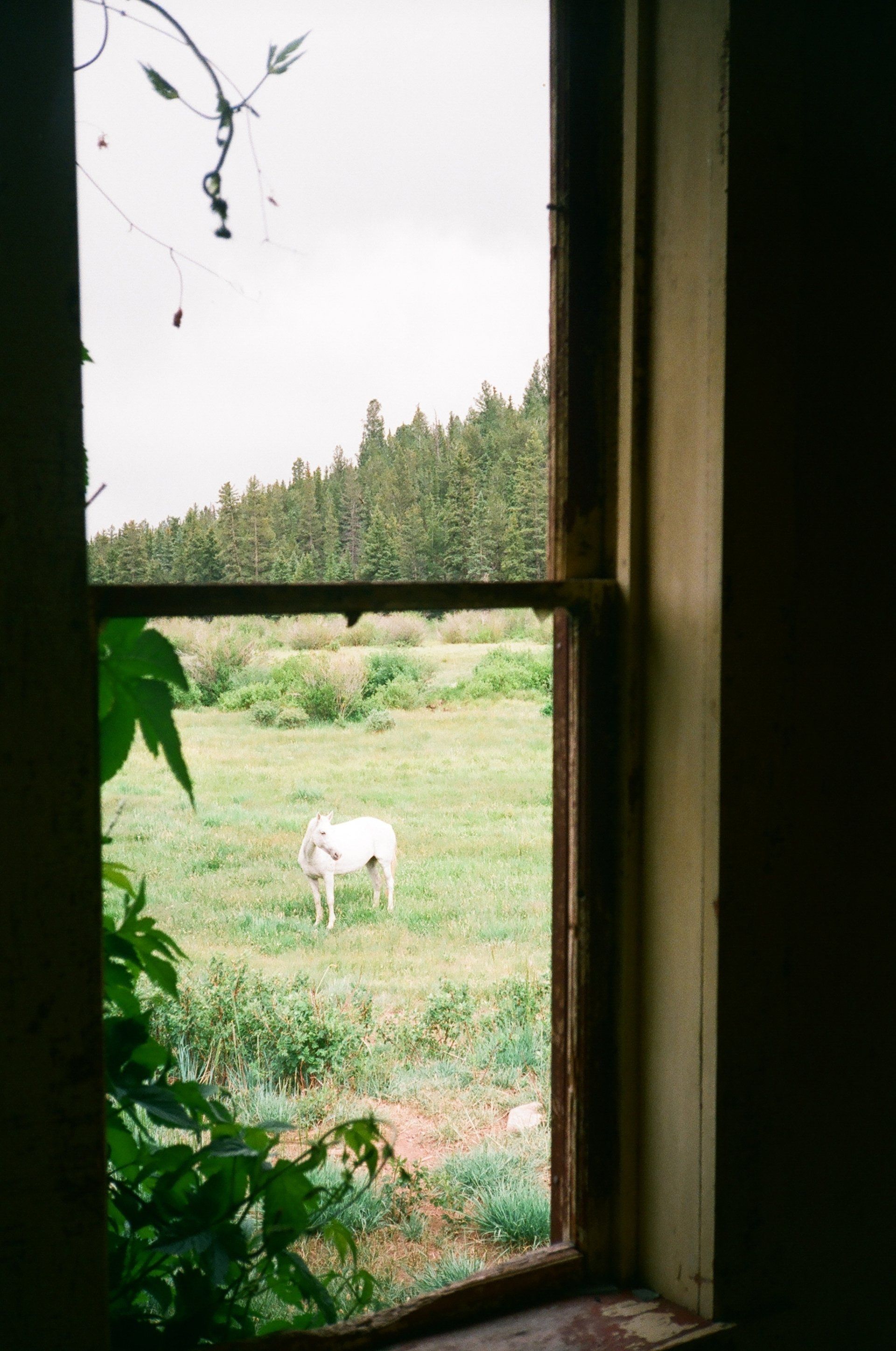 A horse is standing in a field behind a window.