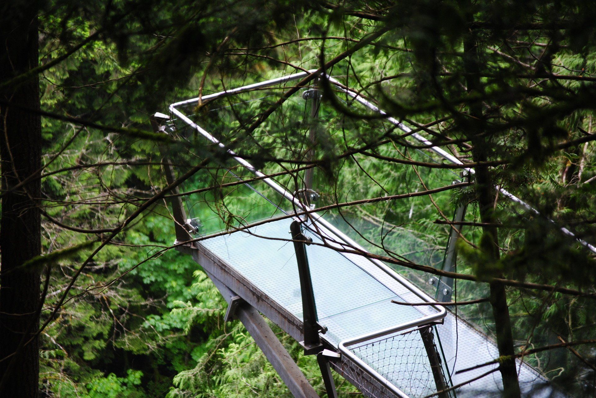 A bridge in the middle of a forest surrounded by trees