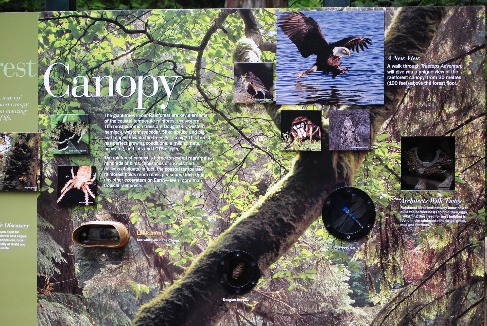 A wall with pictures of birds and the words canopy on it