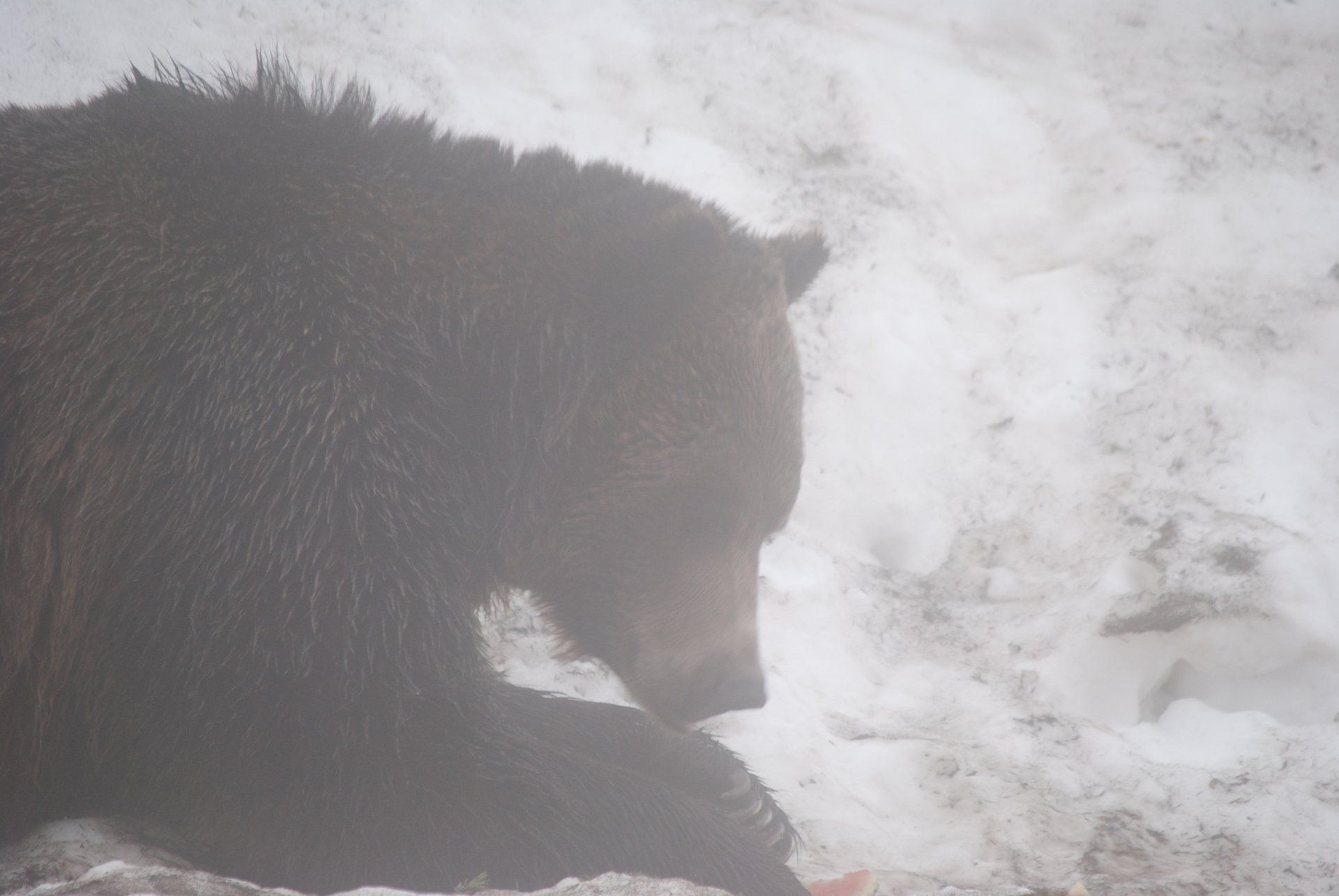 A brown bear is eating a piece of meat in the snow.