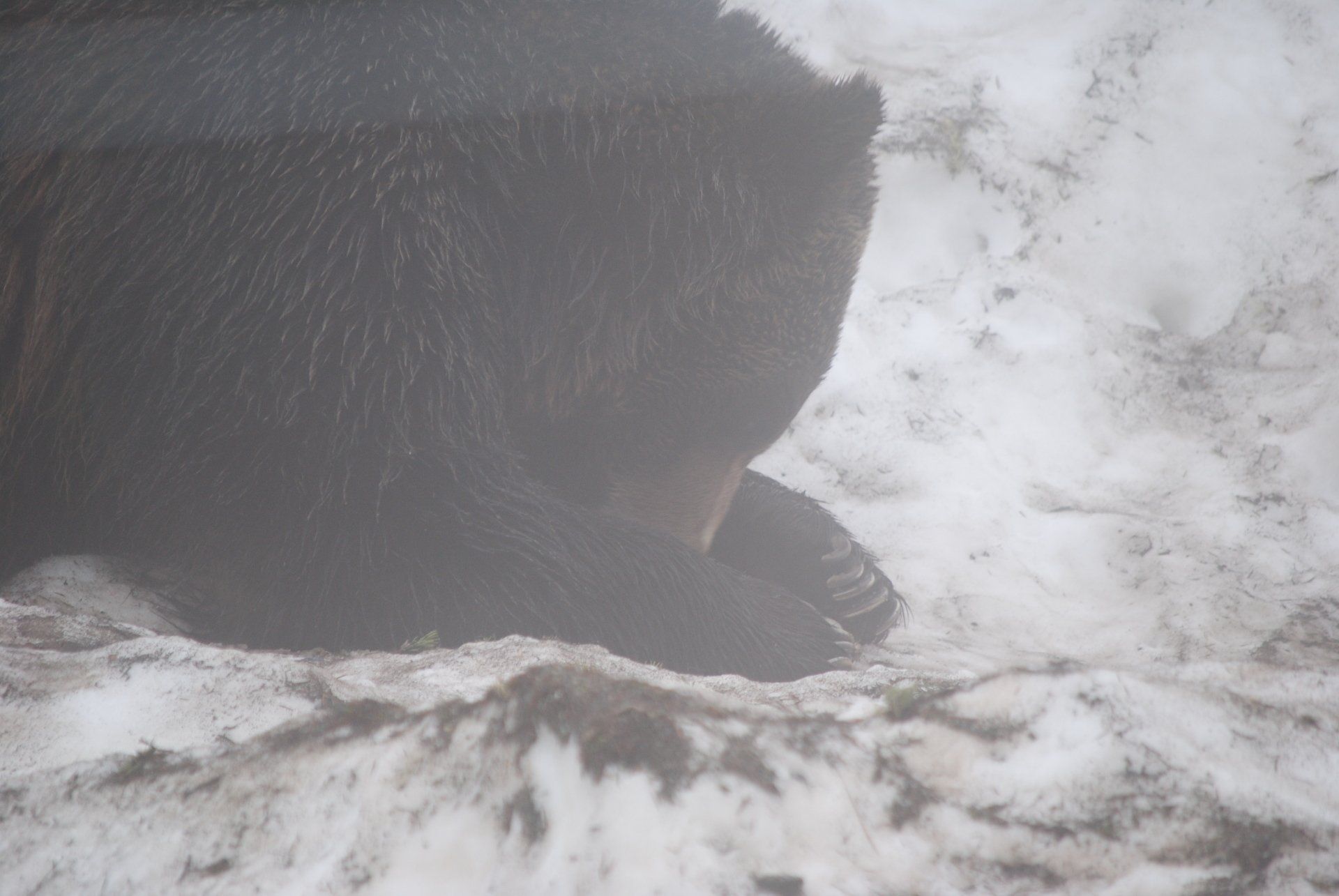 A black bear is laying in the snow.