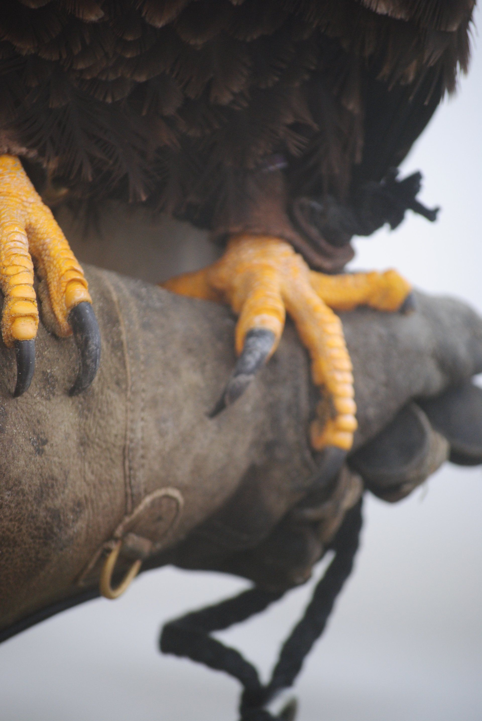 A close up of an eagle 's claws on a person 's hand.