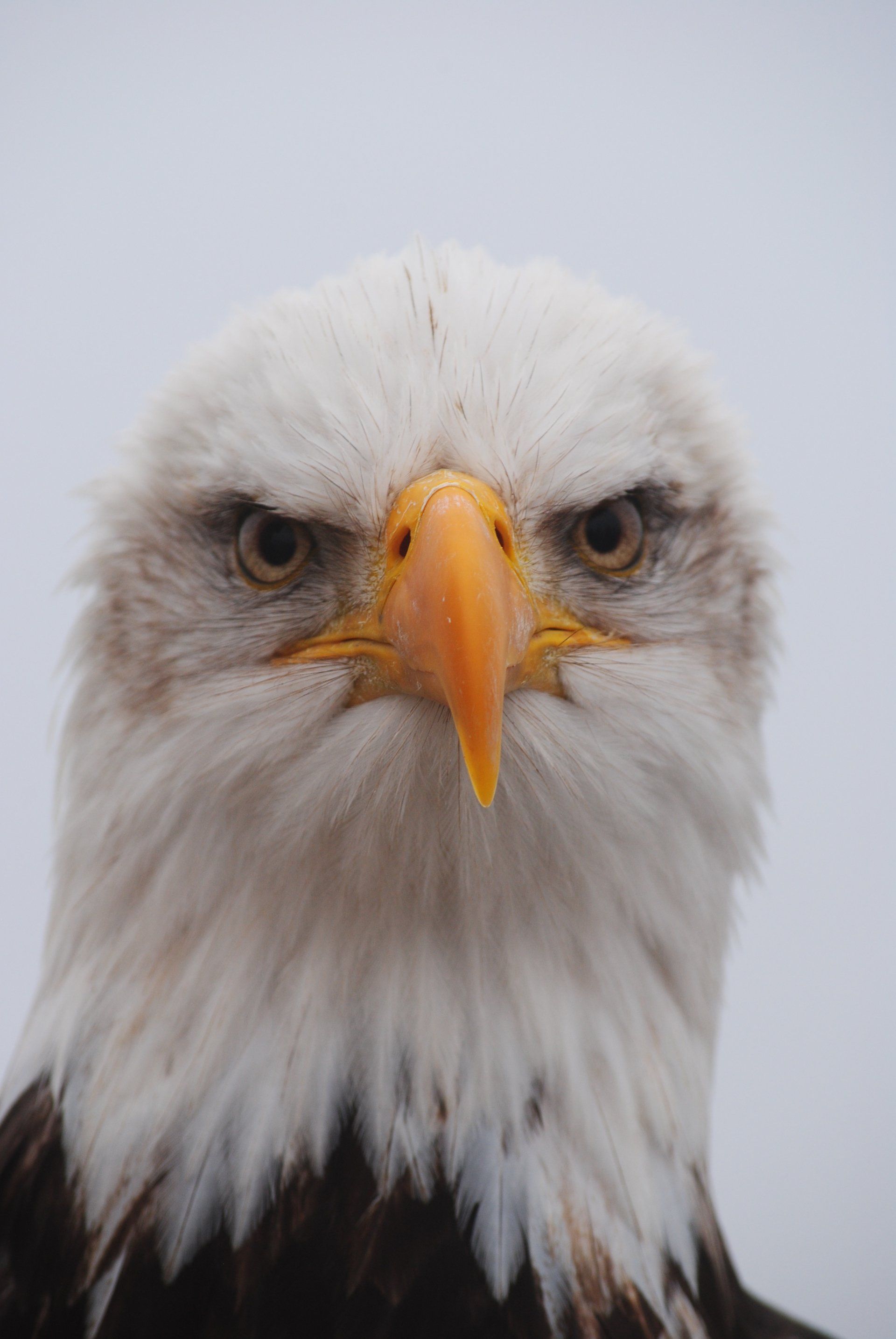 A bald eagle with a yellow beak is looking at the camera