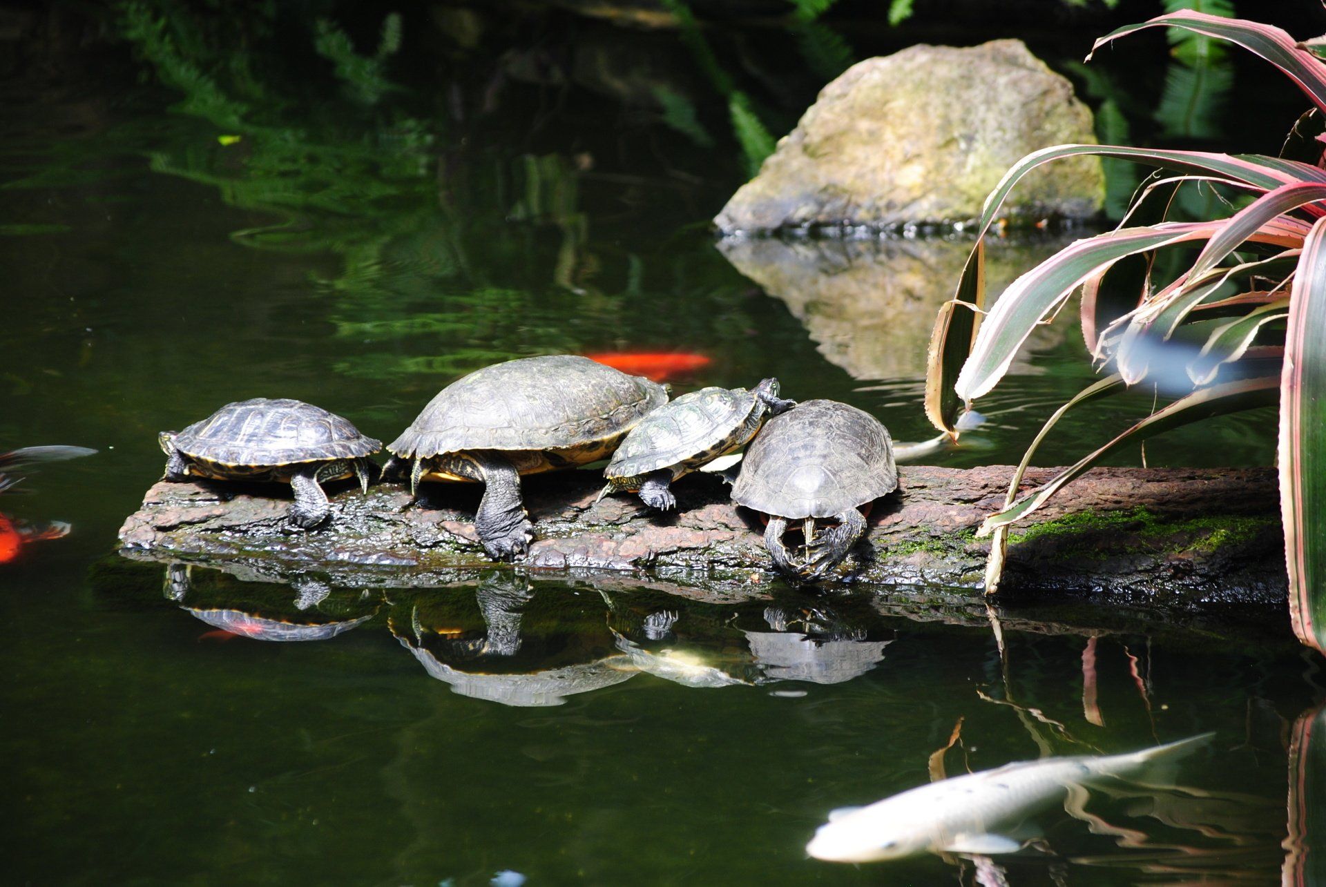 A group of turtles are sitting on a log in a pond