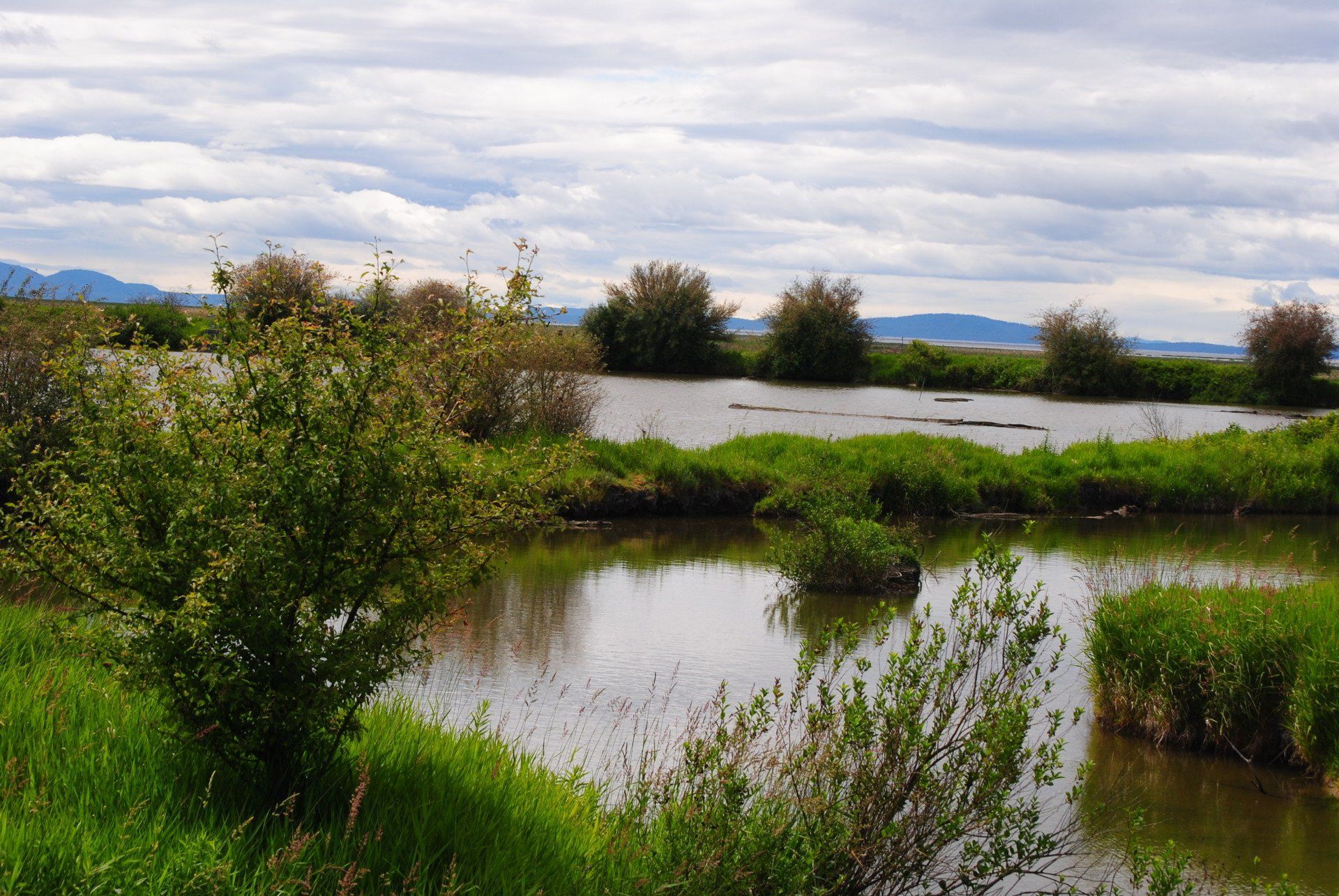 A large body of water surrounded by grass and trees
