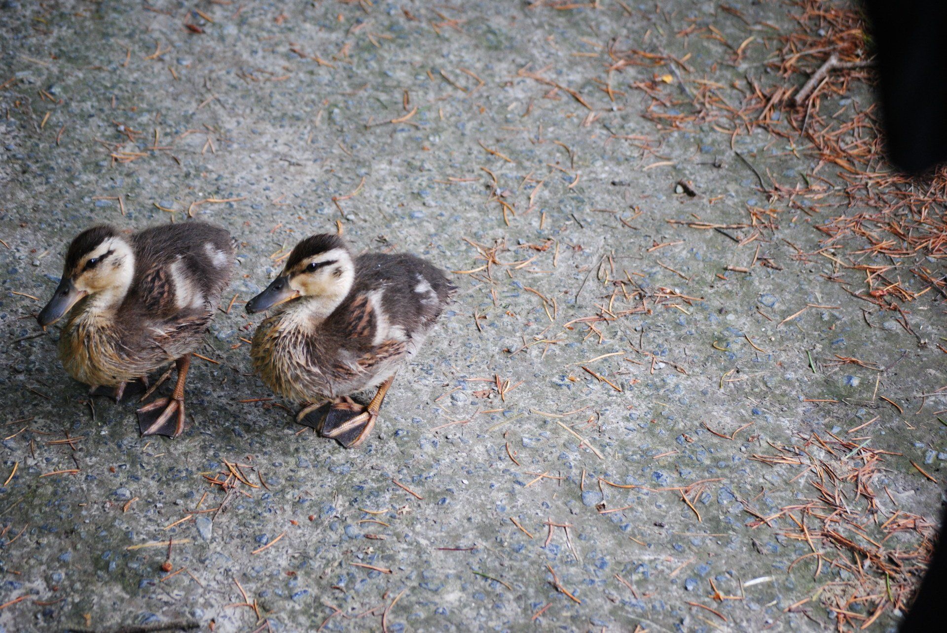 Two ducklings are standing next to each other on the ground.