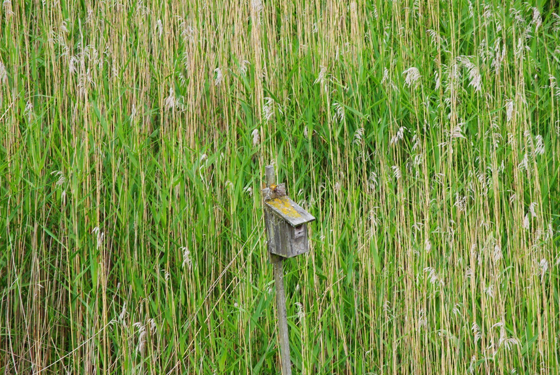 A birdhouse is sitting in the middle of a field of tall grass.