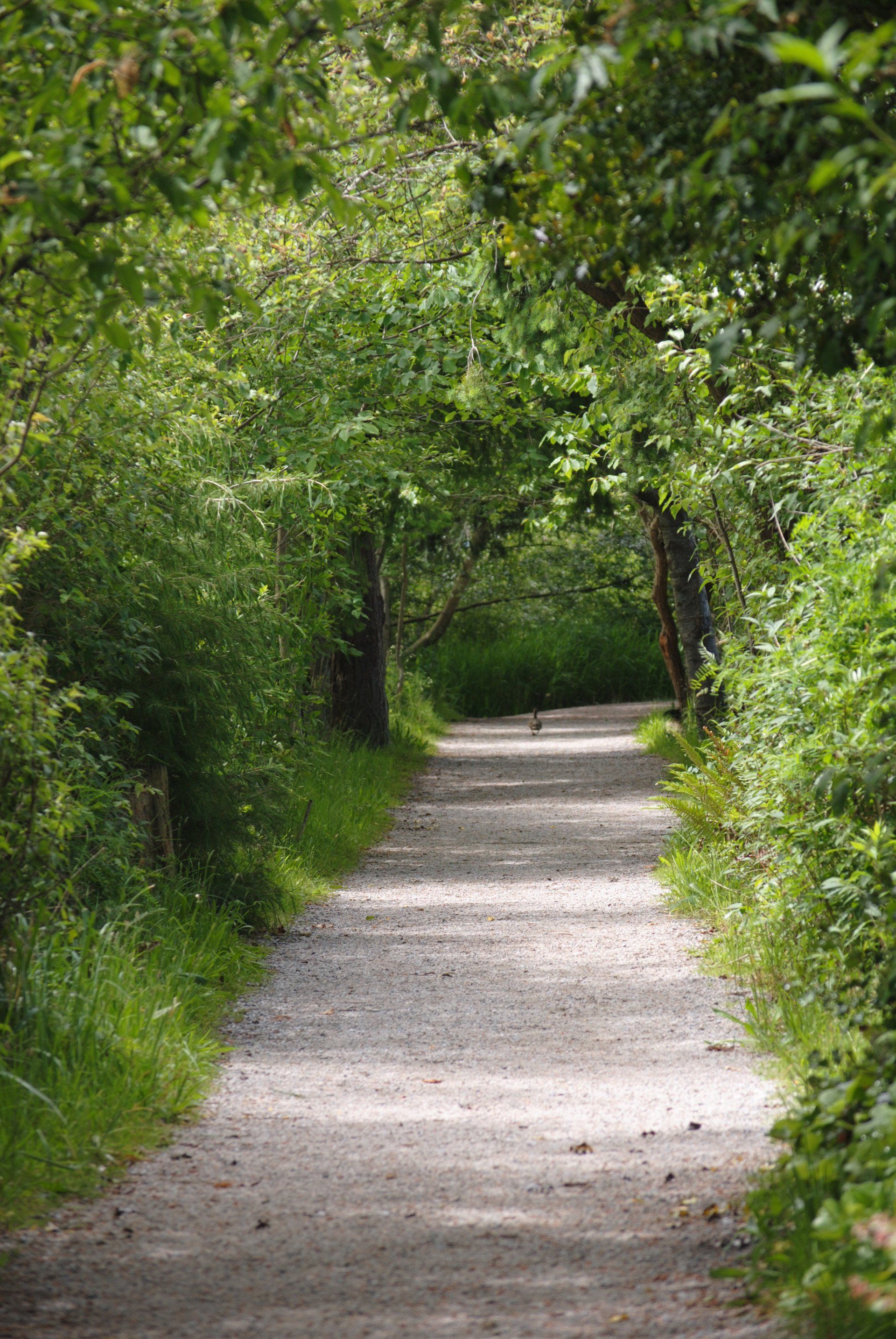 A dirt path surrounded by trees and bushes in a park.
