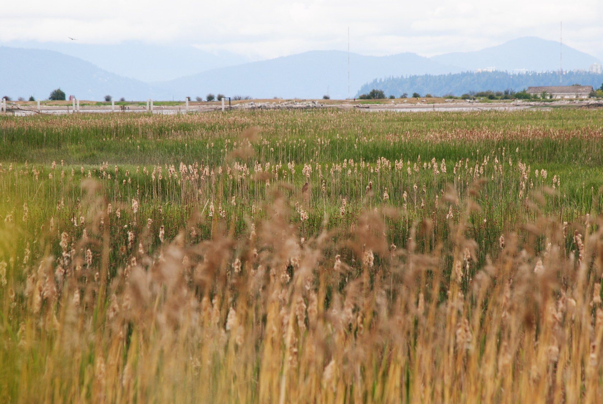 A field of tall grass with mountains in the background.