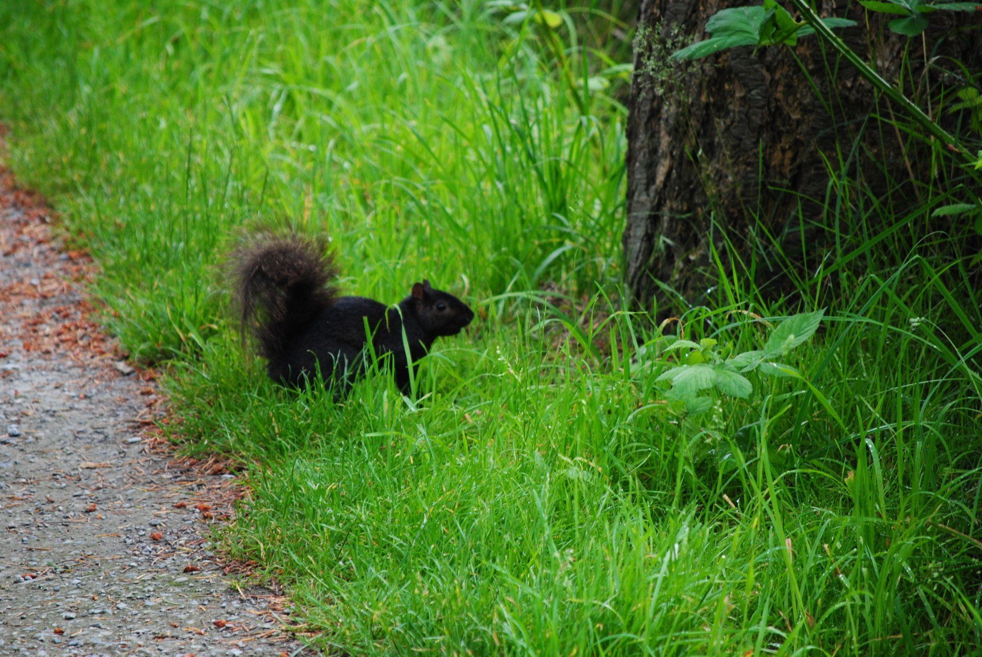 A black squirrel is standing in the grass next to a tree.