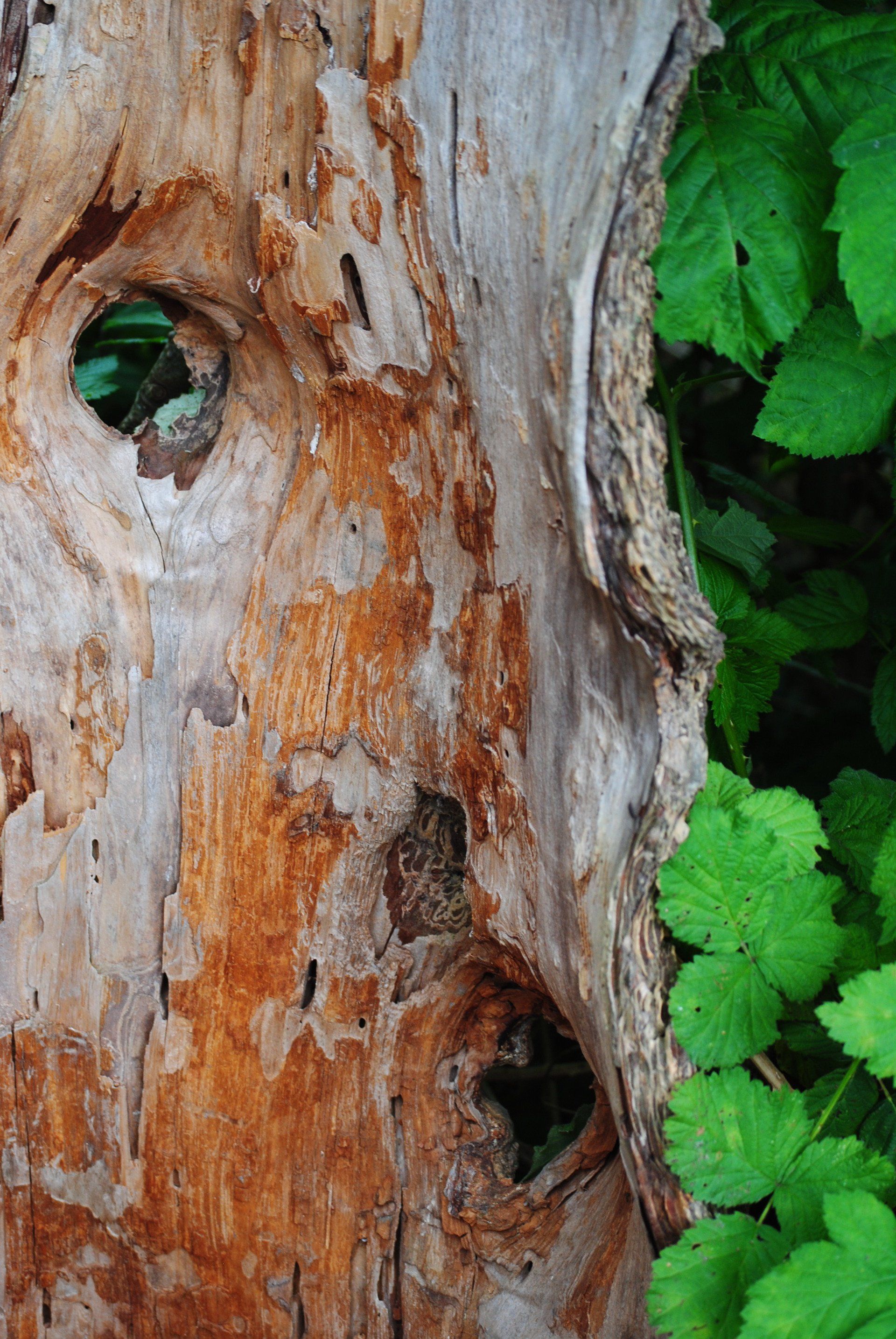 A close up of a tree trunk with a hole in it.